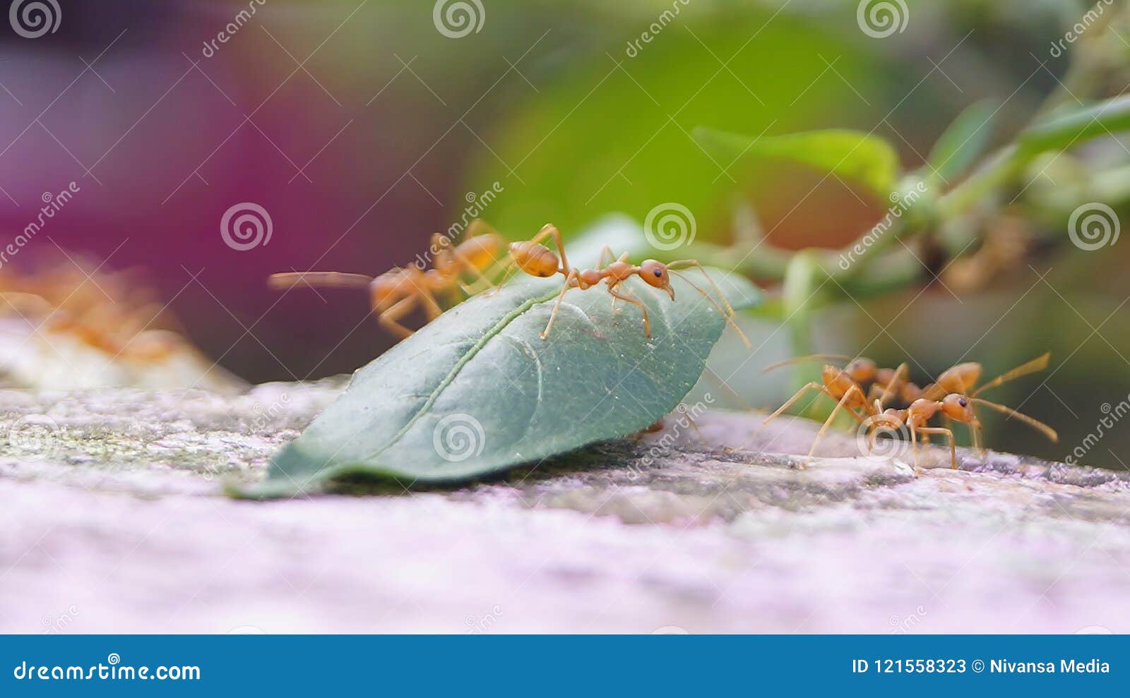 ants pharaoh ant _ urumbu