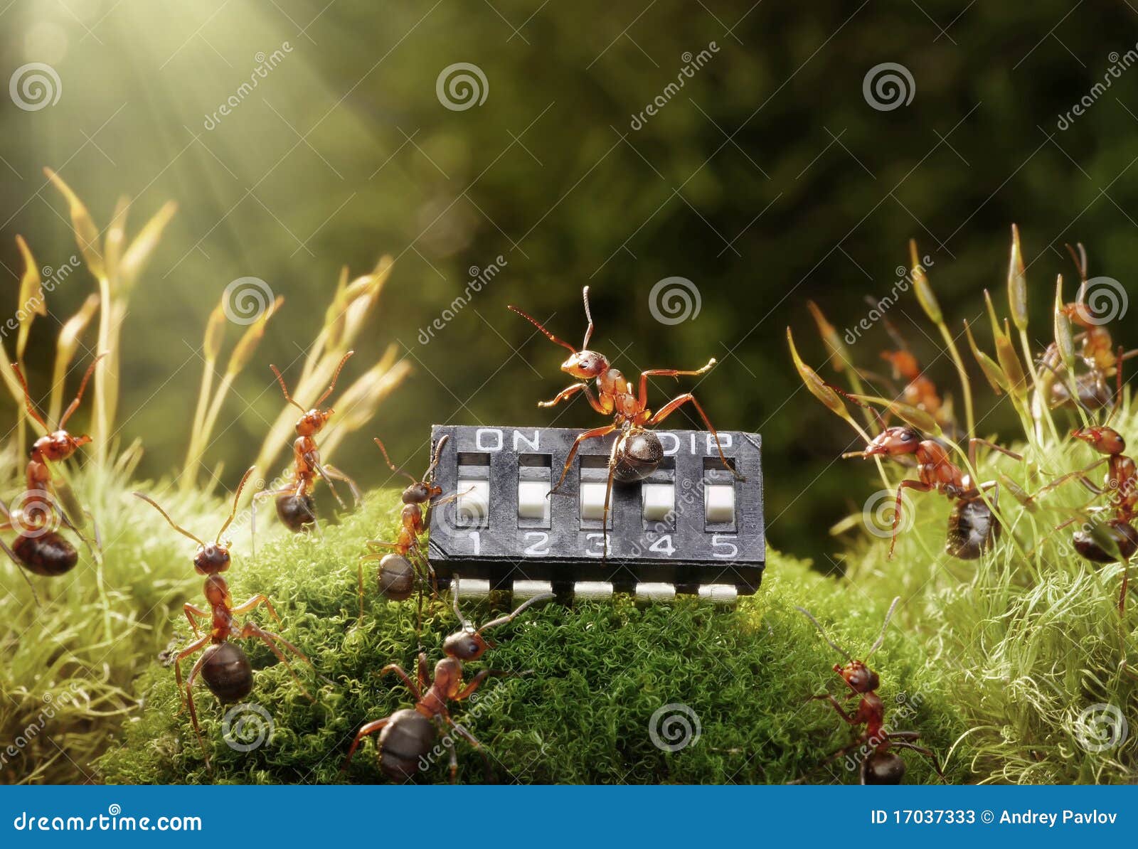 ants play music on microchip, fairytale