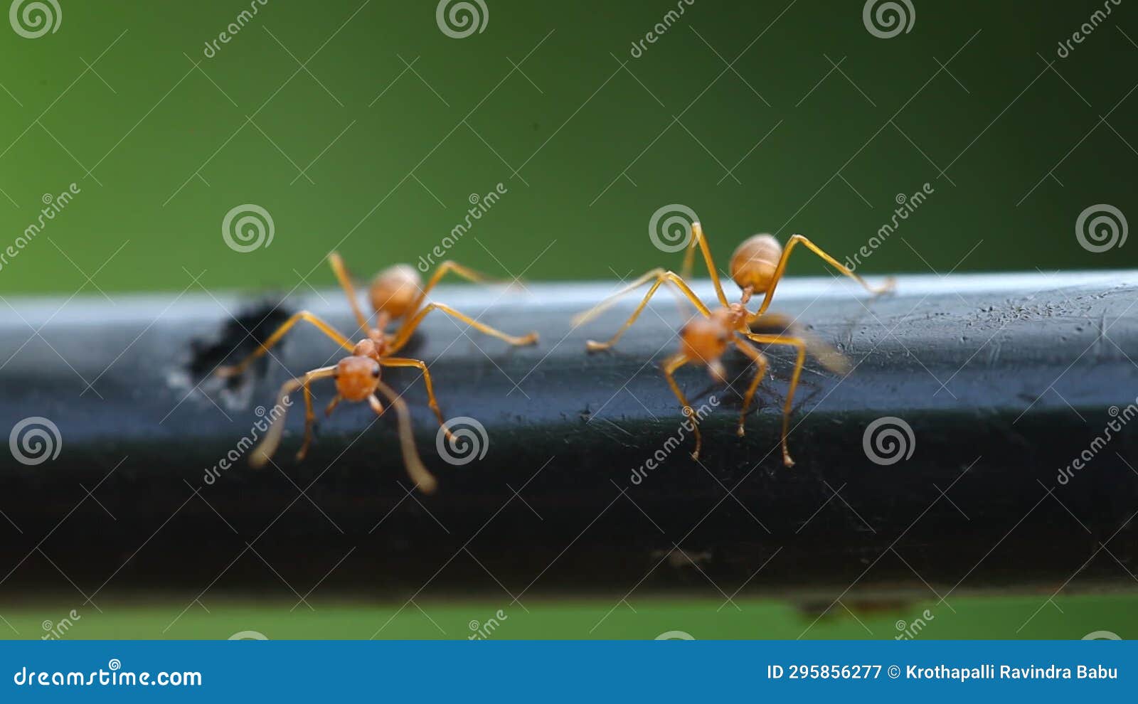 Ants on the Power Cable India Stock Video Video of small, power 295856277