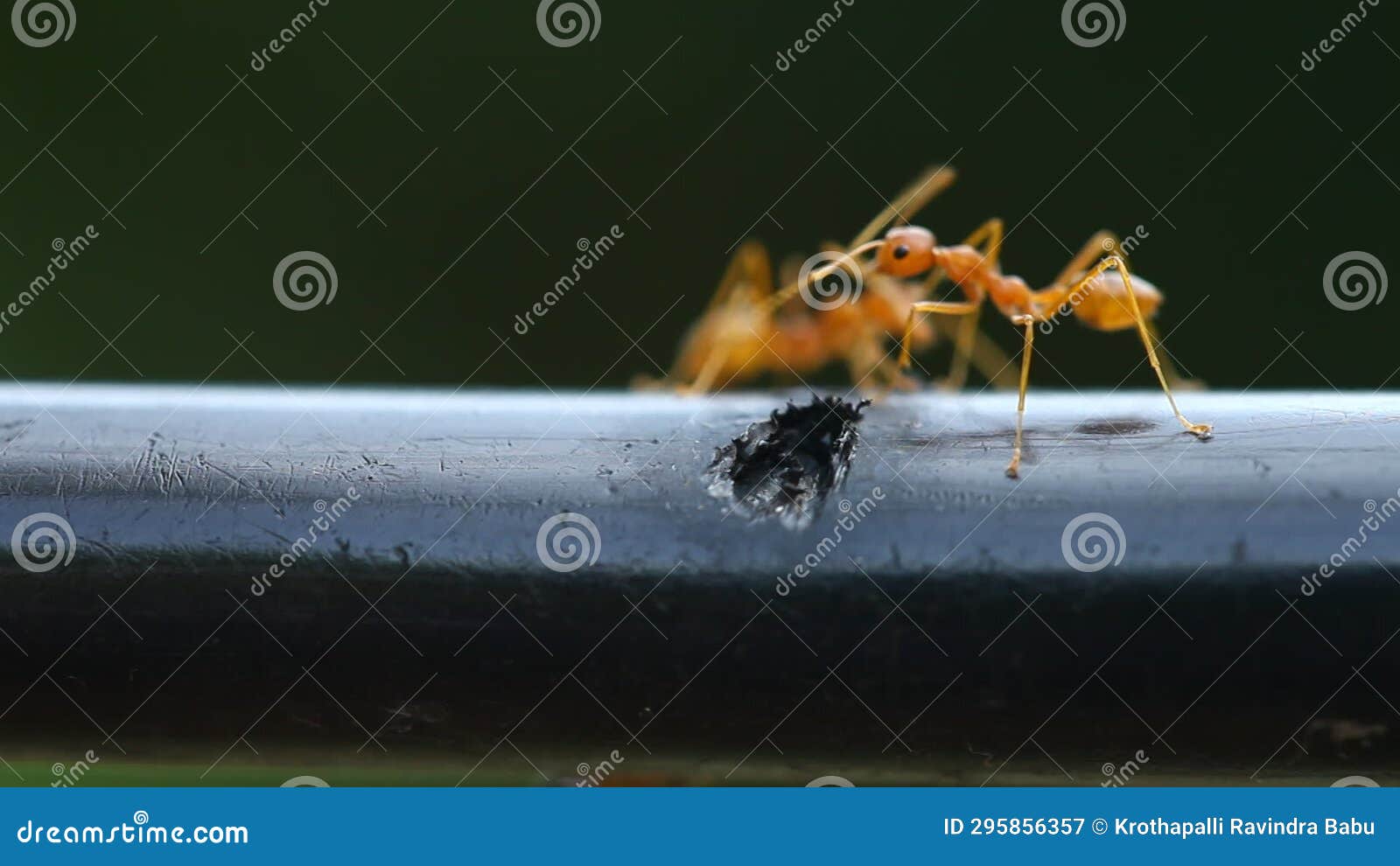 Ants on the Power Cable India Stock Video Video of body, close 295856357