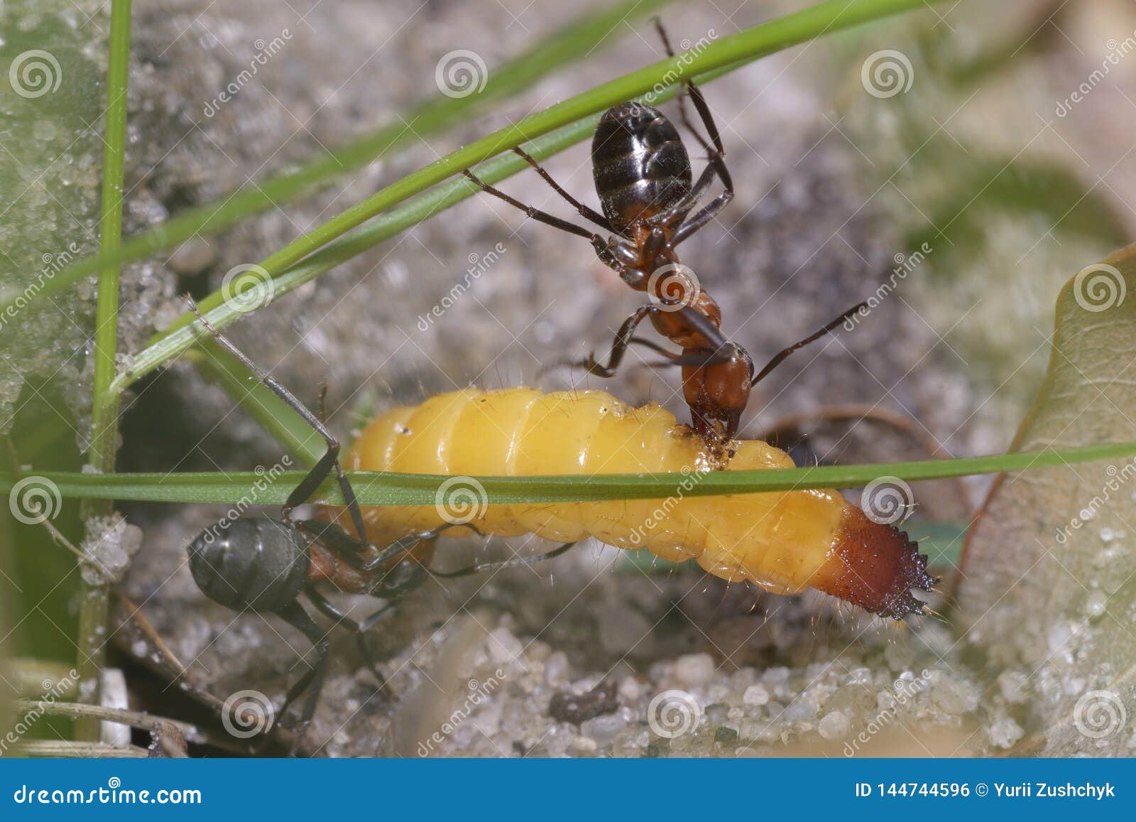 Ants Pulling a Grub Gnawing it Stock Photo Image of environmental