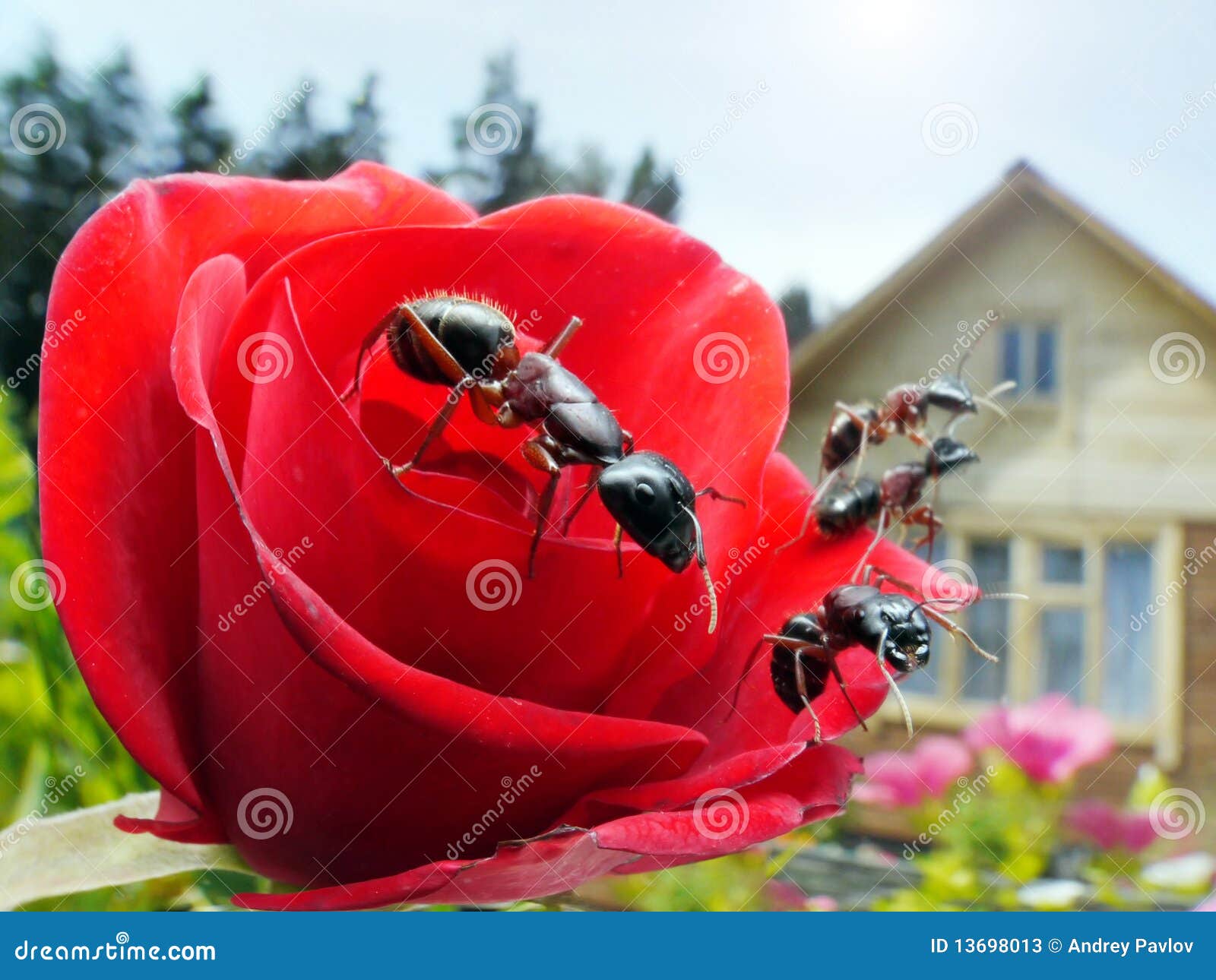 Ants, rose and summerhouse stock image. Image of roof 13698013