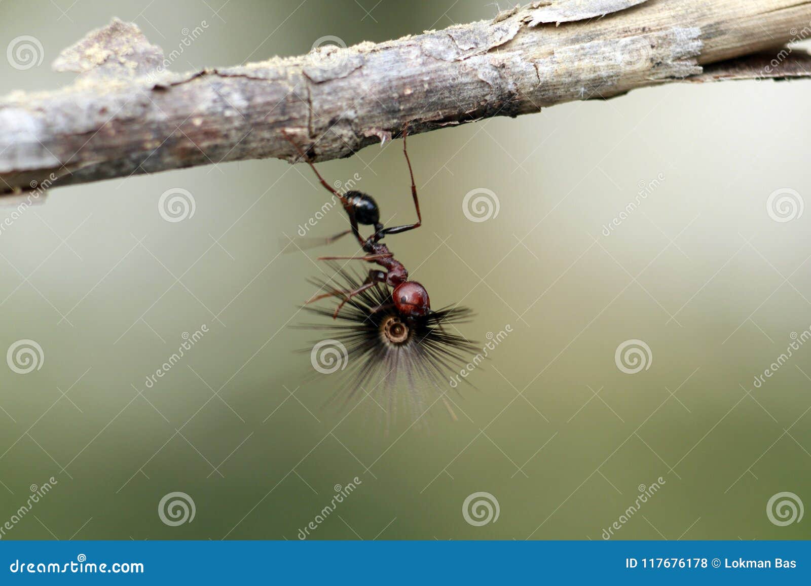 Strong and Hard-working Ant Carries Seeds Stock Photo - Image of people,  power: 117676178