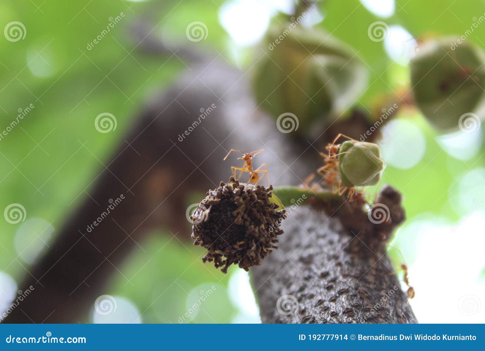 ants and sugar apple flower or srikaya