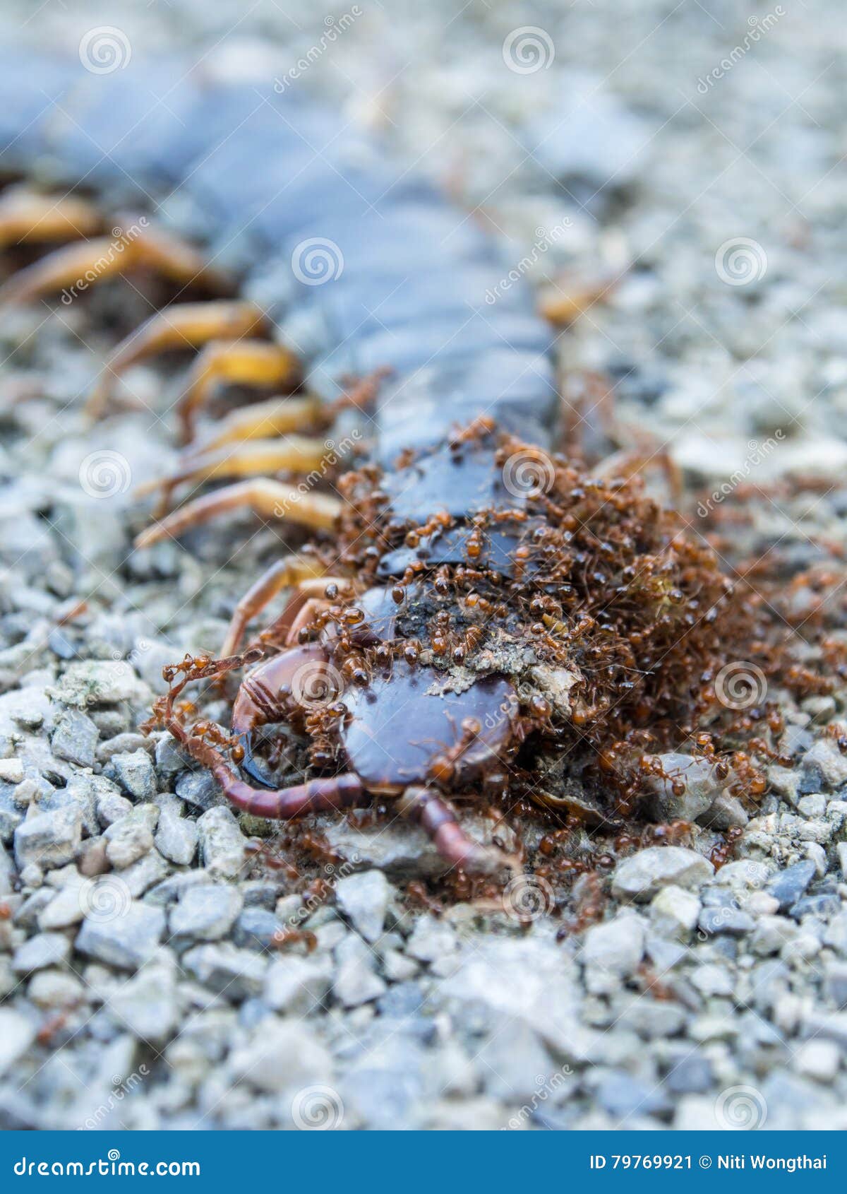 Ants Swarmed by a Large Centipede Bite. Stock Image Image of danger
