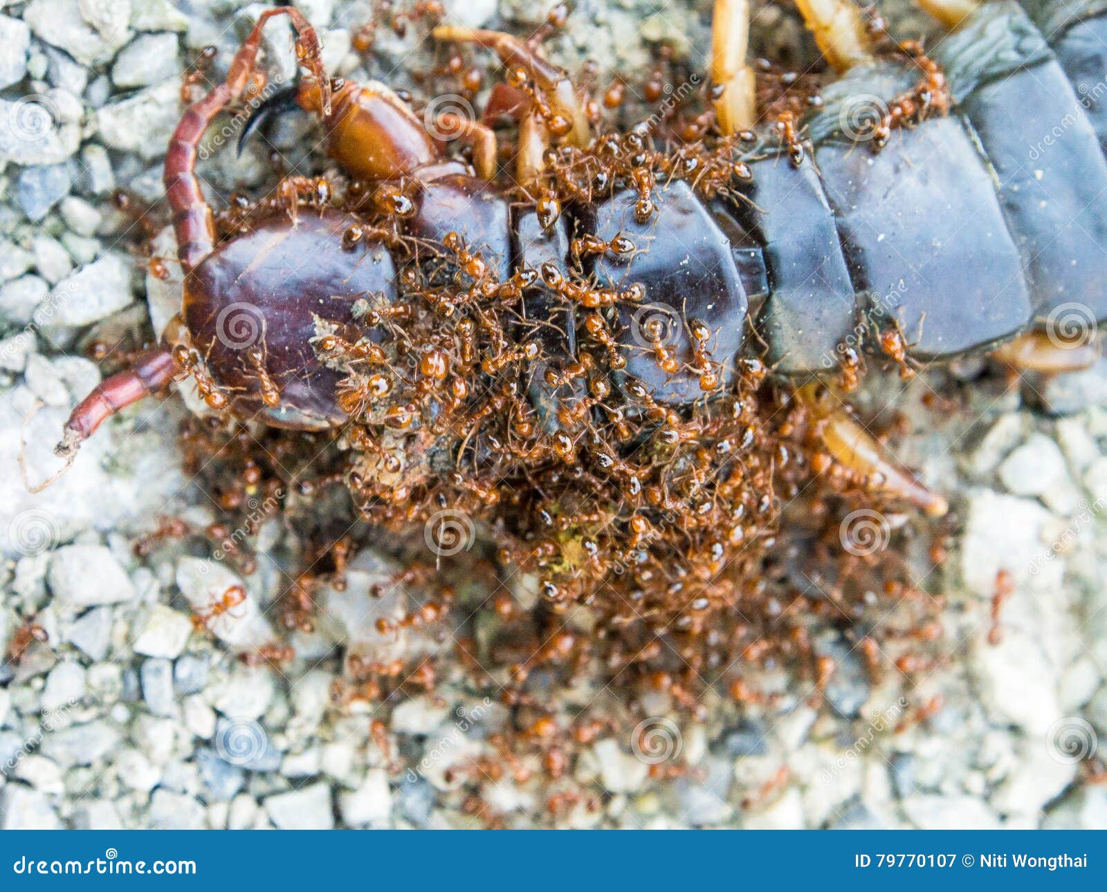 Ants Swarmed by a Large Centipede Bite. Stock Image Image of nature