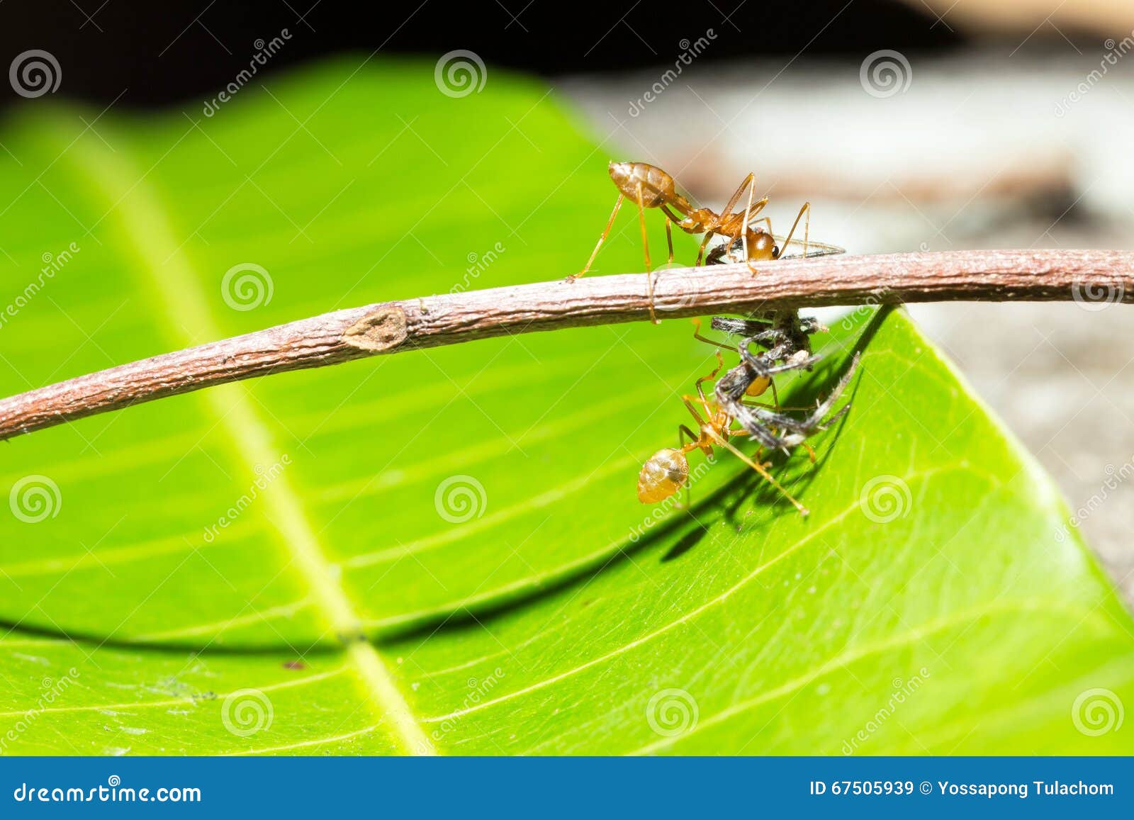 Ants Teamwork Hunting Focused of Bait S Cricket Stock Image Image of
