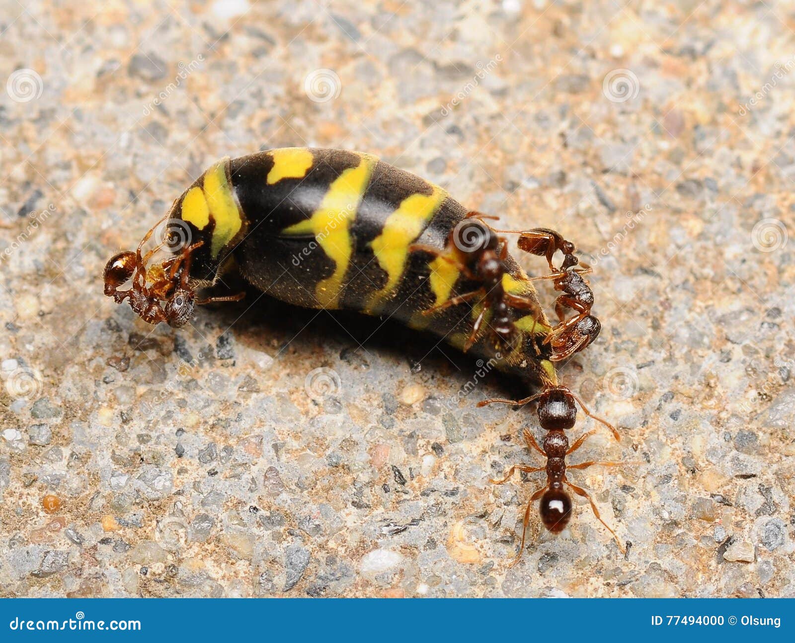 Formica sp. - Insects of the Greater Yellowstone Ecosystem