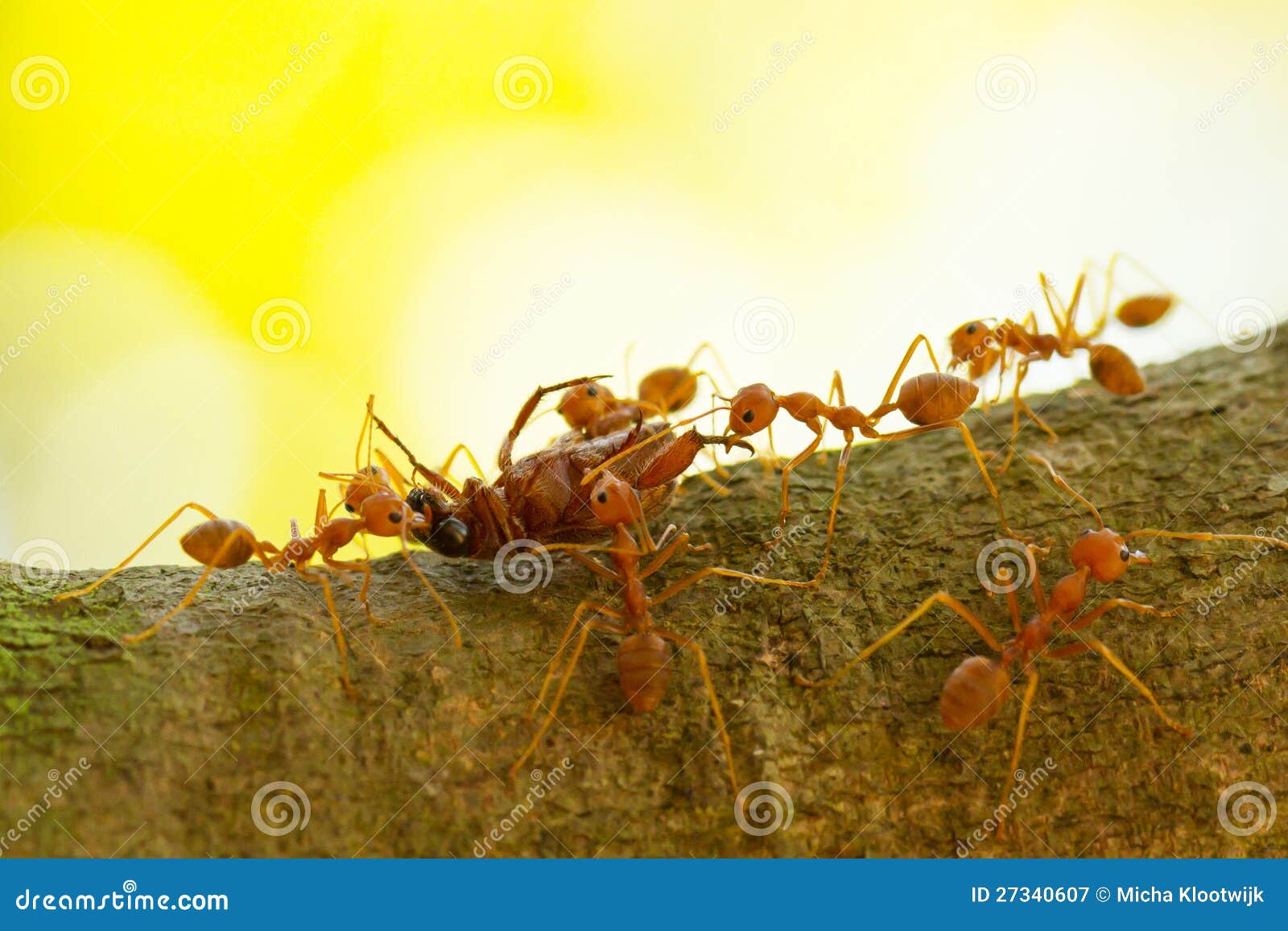 Ants in a Tree Carrying a Death Bug Stock Image Image of theatre