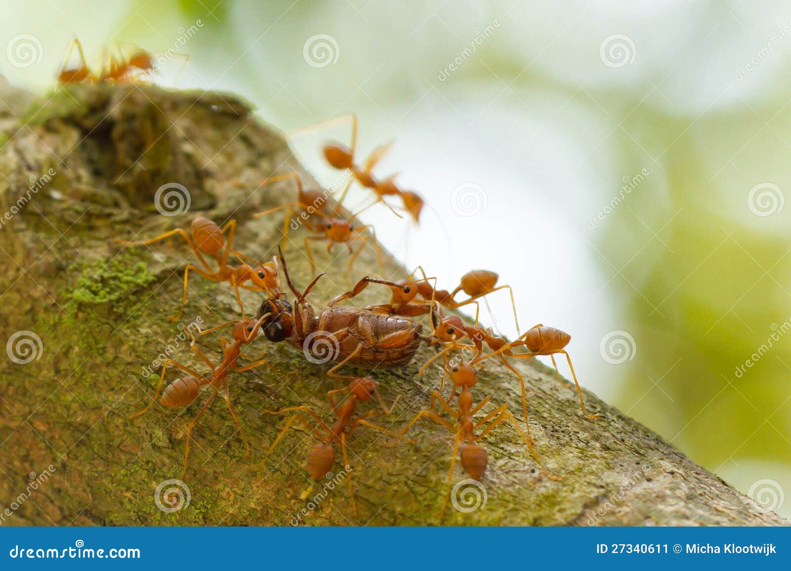 Ants in a Tree Carrying a Death Bug Stock Image Image of insects