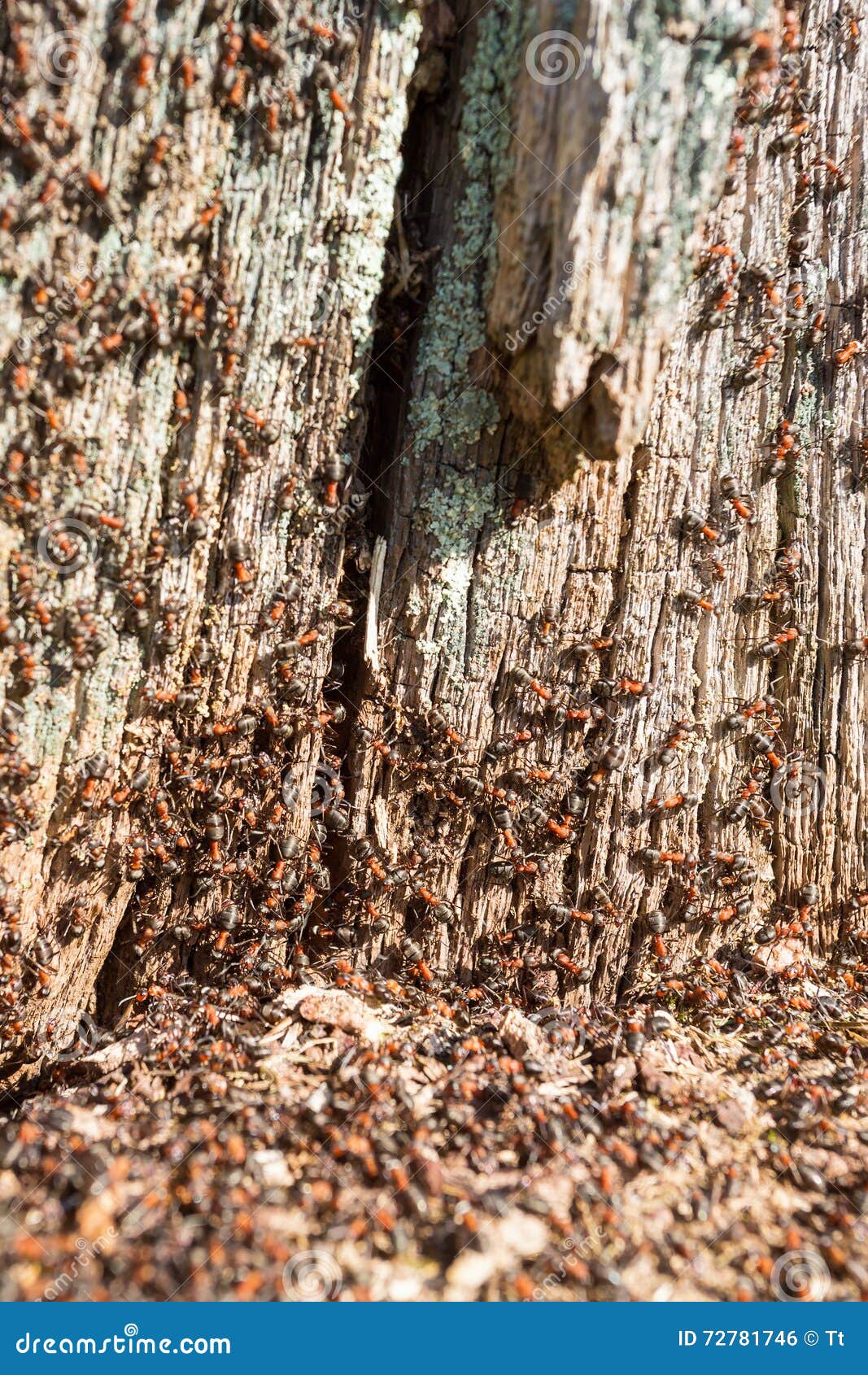 Ants Tree Stump Stock Images Download 139 Royalty Free Photos