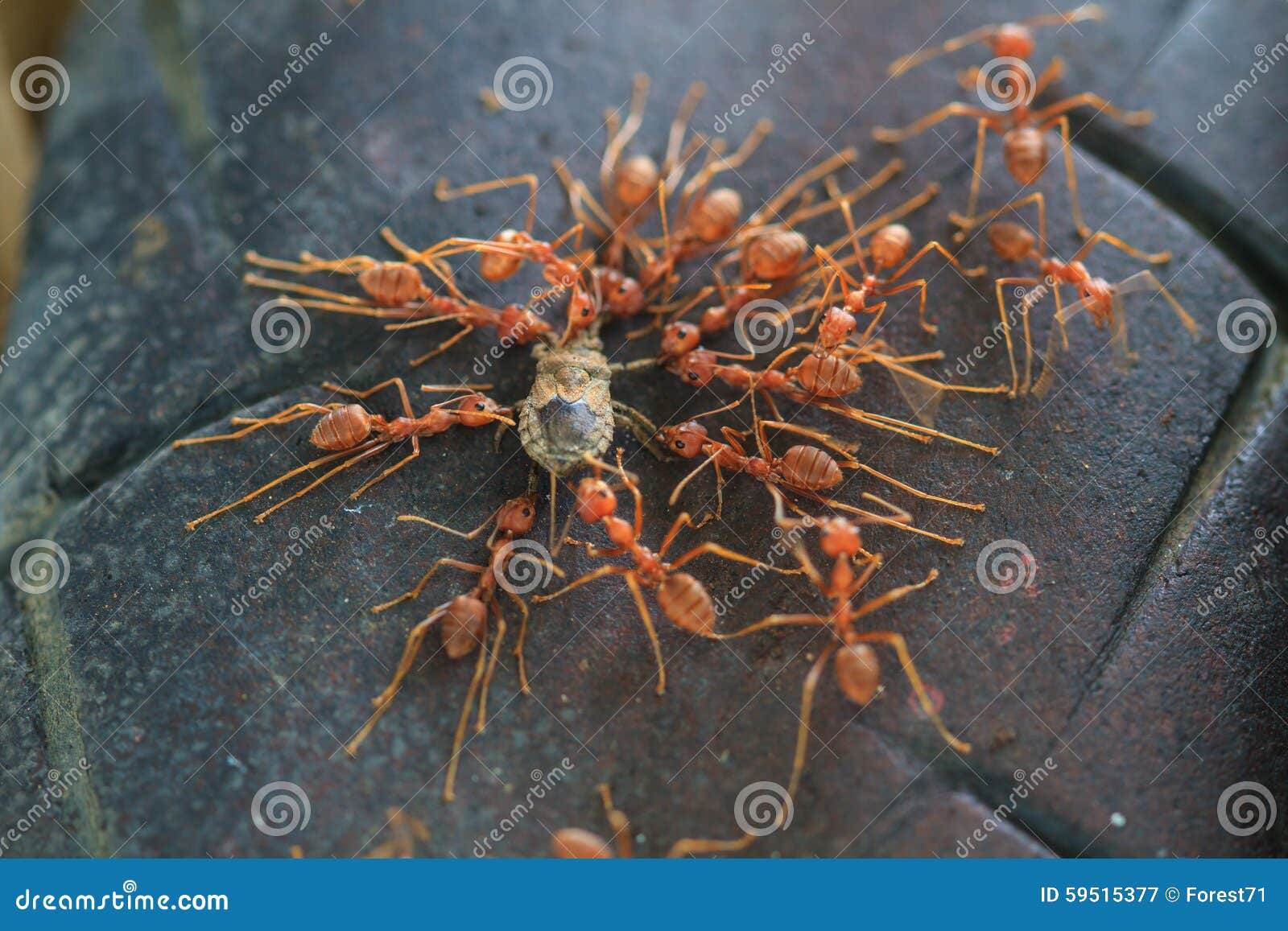 Ants Troop Trying To Move a Dead Insect Stock Image Image of