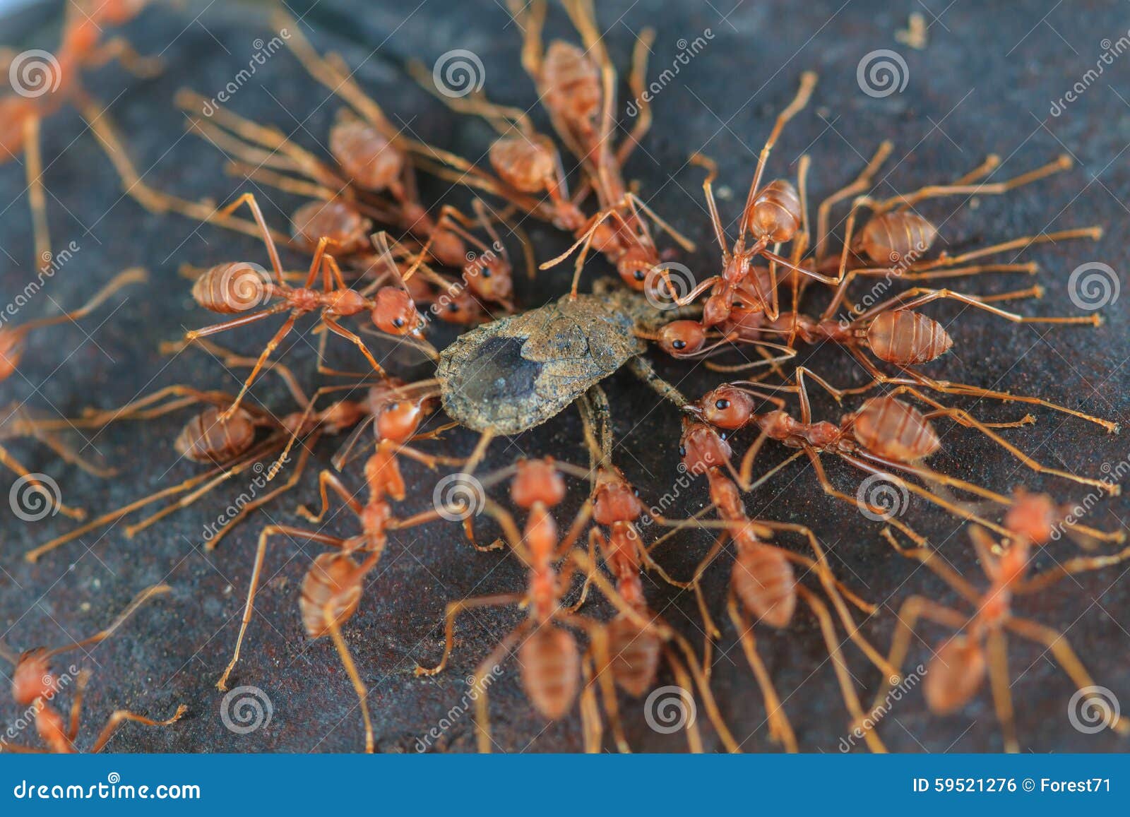 Ants Troop Trying To Move a Dead Insect Stock Photo Image of help