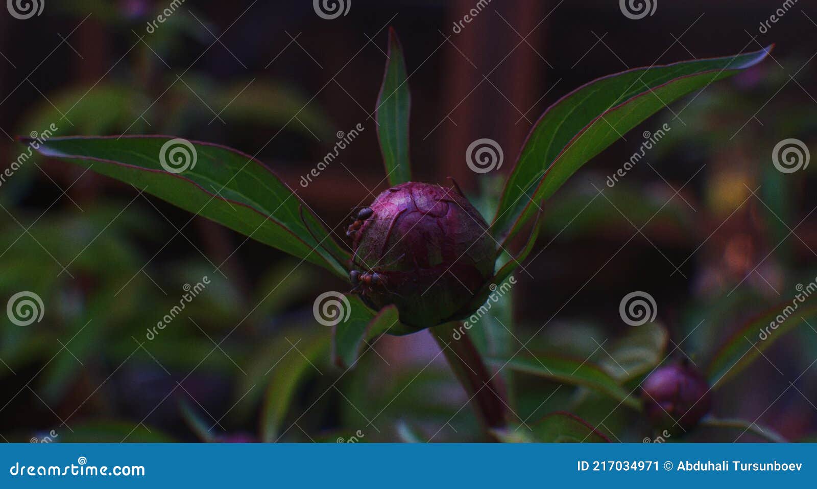 In the Flower Buds of the Ant Stock Image Image of spring, animal