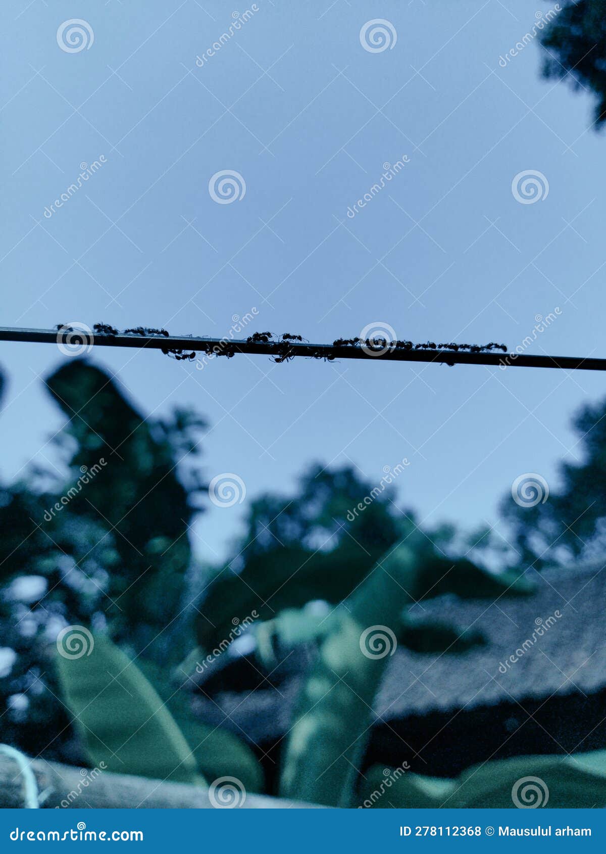 Ants walking on the wires stock photo. Image of object 278112368