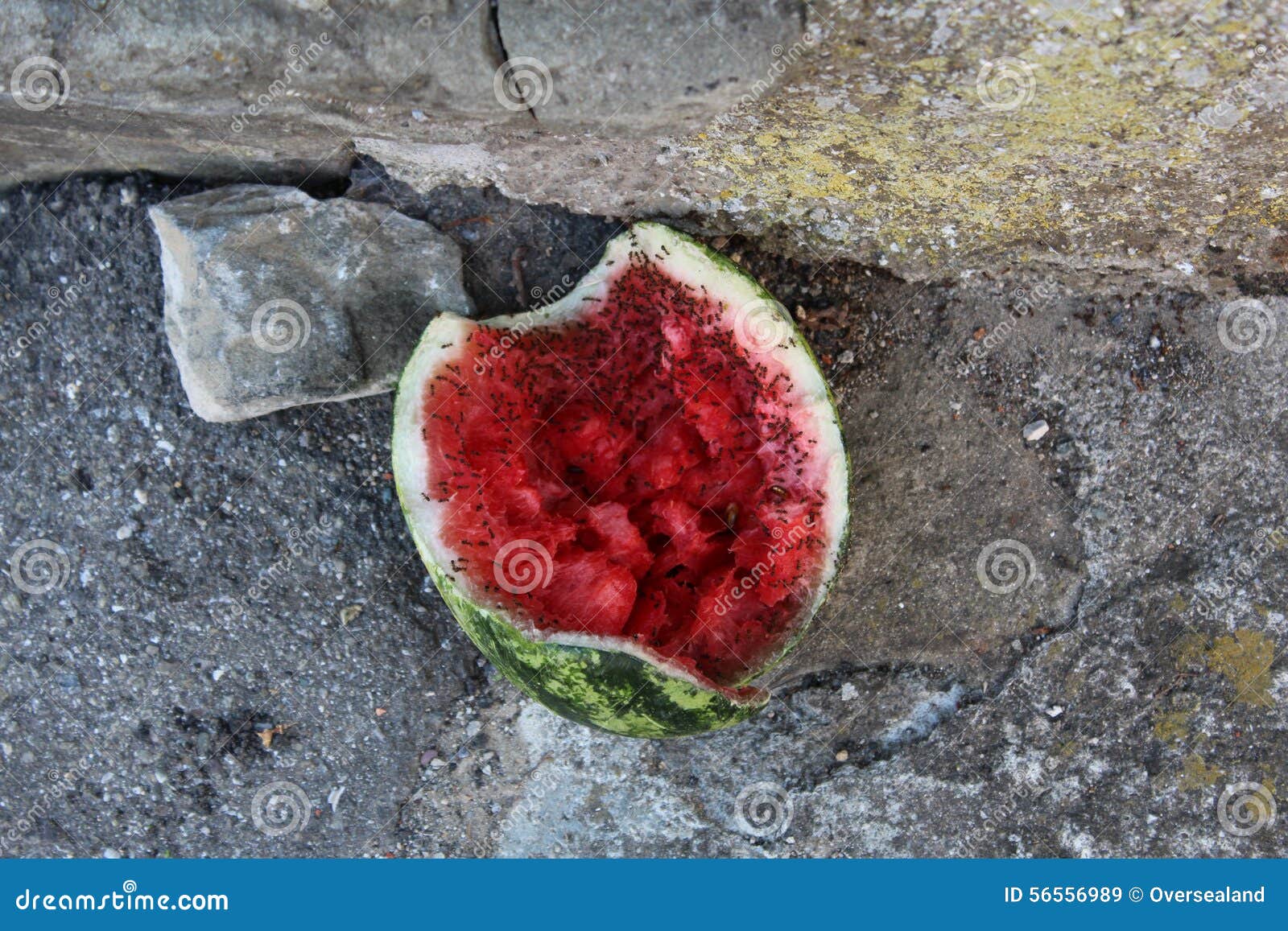Ants and watermelon stock image. Image of ants, seeds 56556989
