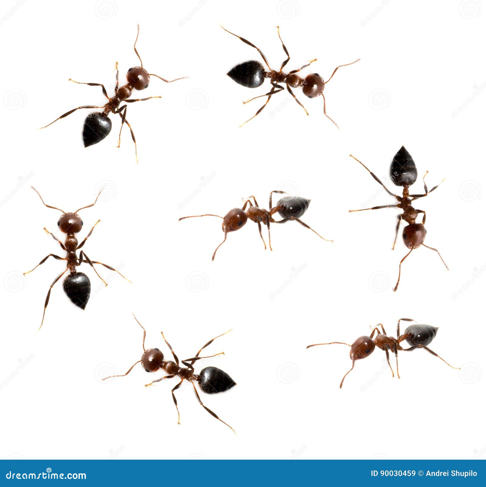 Ants on a White Background. Stock Image Image of conformity