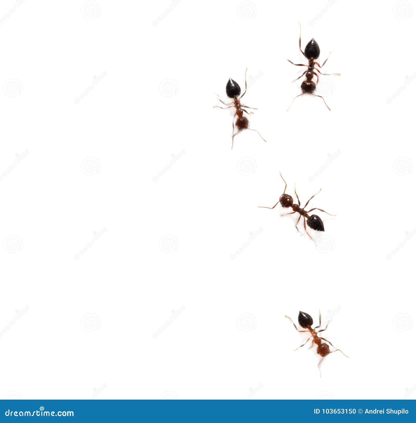 Ants on a White Background. Macro Stock Photo Image of extreme, hairy