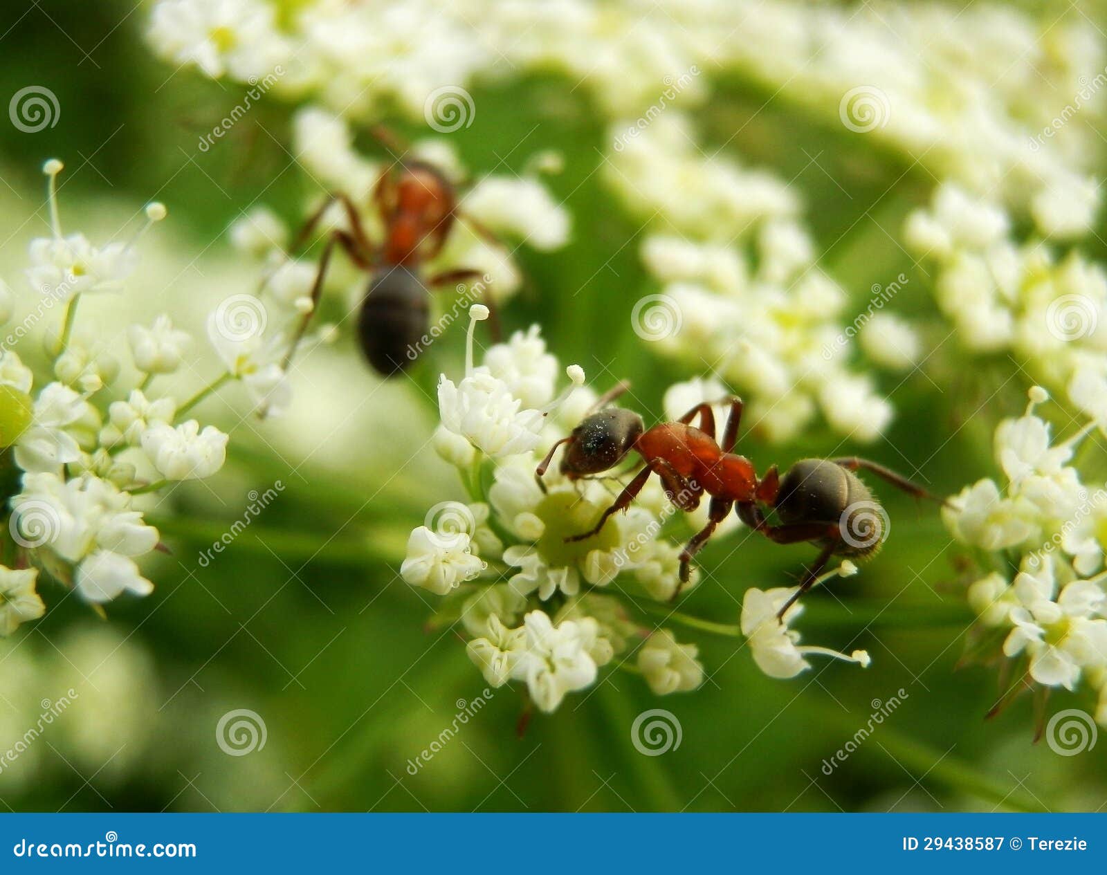 Ants on white flower stock image. Image of grass, antenna 29438587