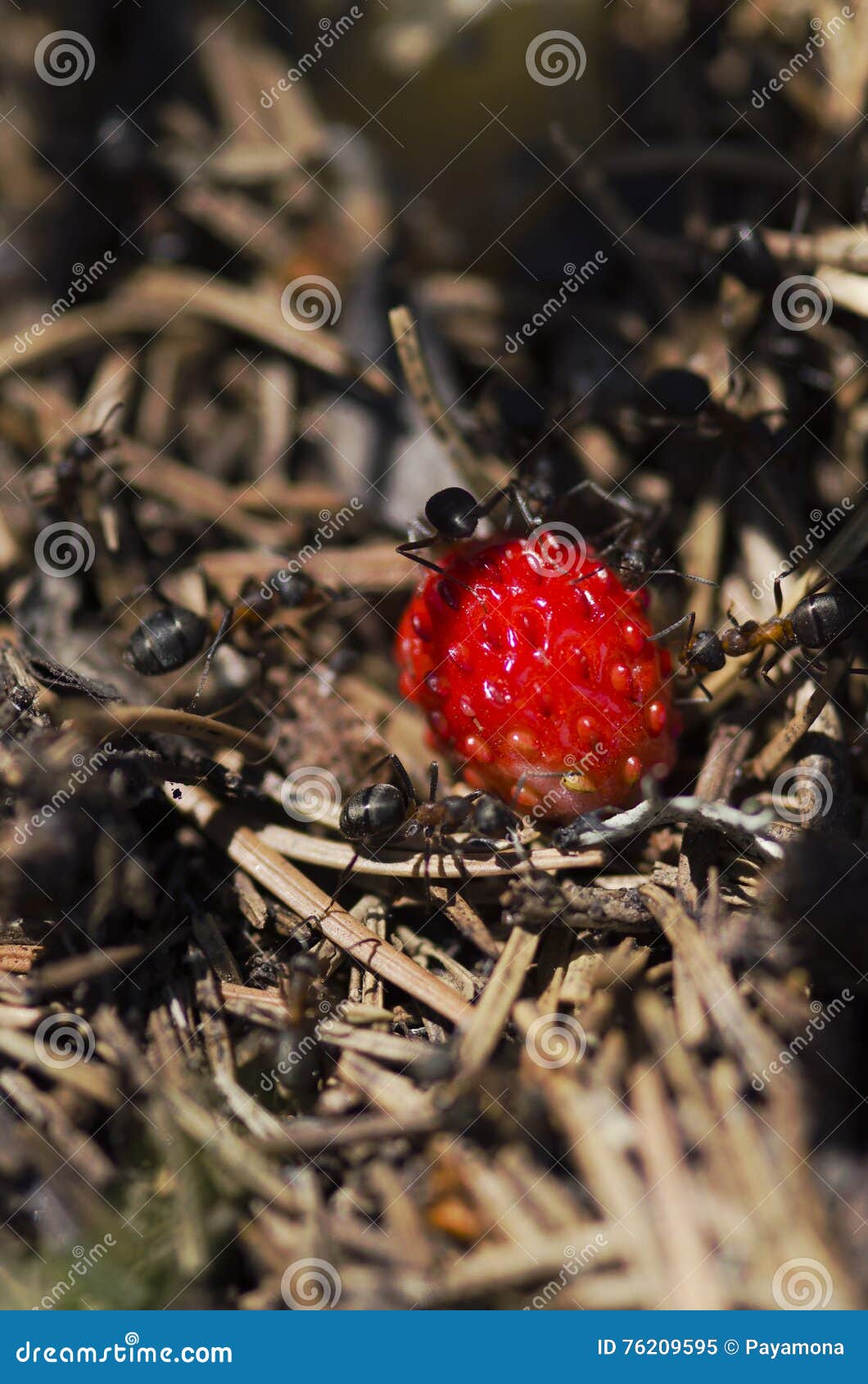 Ants and Wild Strawberry in an Anthill Stock Image Image of colony