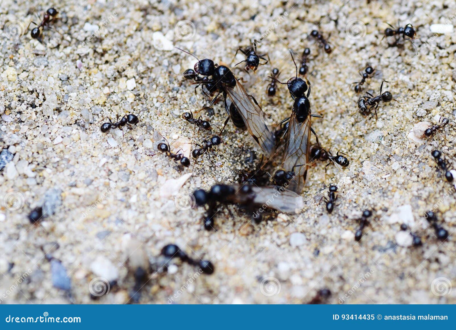 Ants at Work on Sandy Beach Stock Image Image of ants, teamwork 93414435