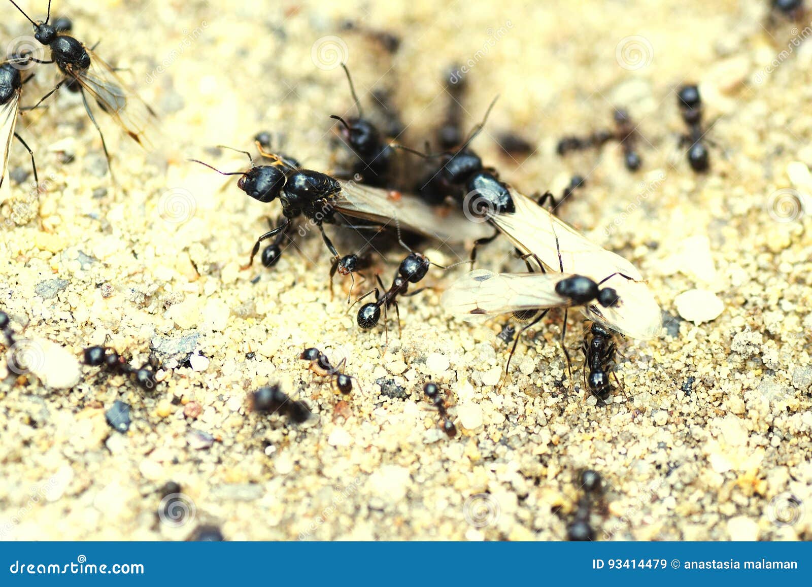 Ants at Work on Sandy Beach Stock Image Image of arthropod, sand