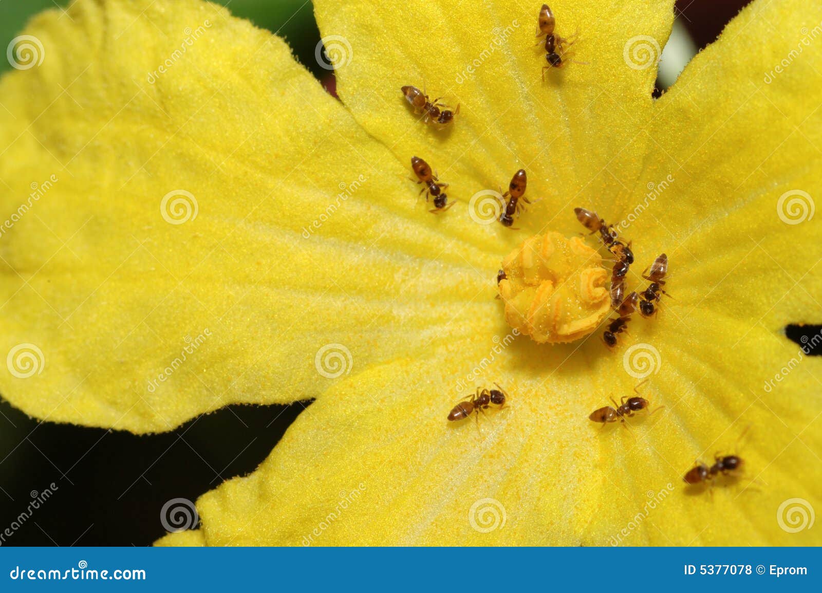 Ants working on the flower stock photo. Image of detail 5377078