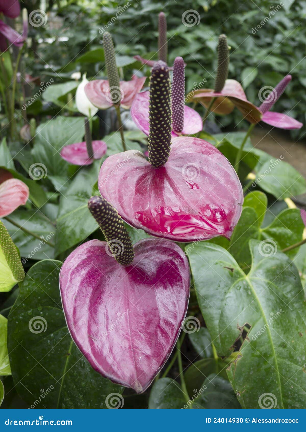 Anturium stock photo. Image of garden, spring, gardening 24014930