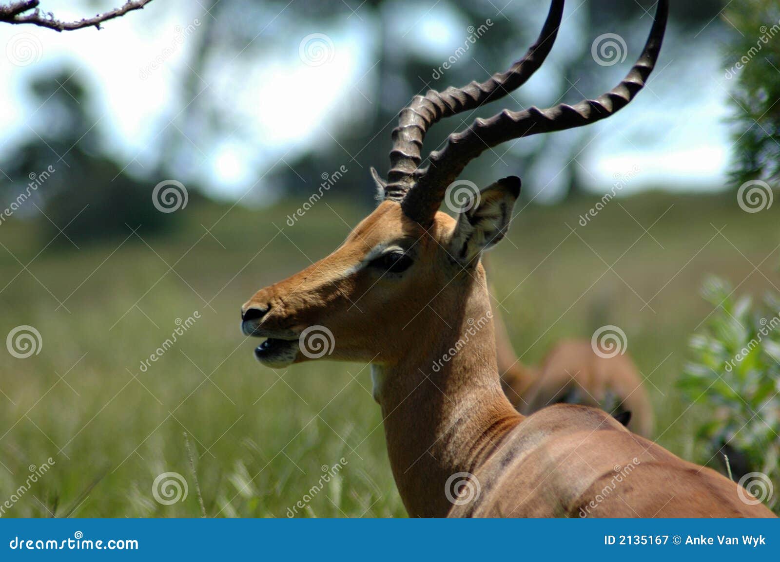 Fotos de antilopes africanos
