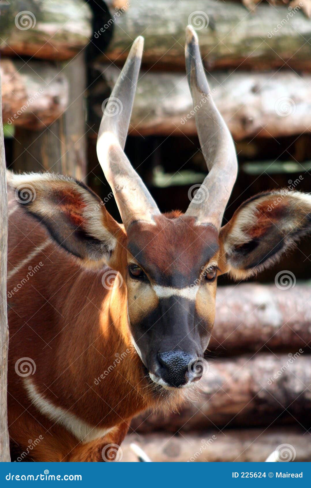Antílope del bongo foto de archivo. Imagen de africano 225624