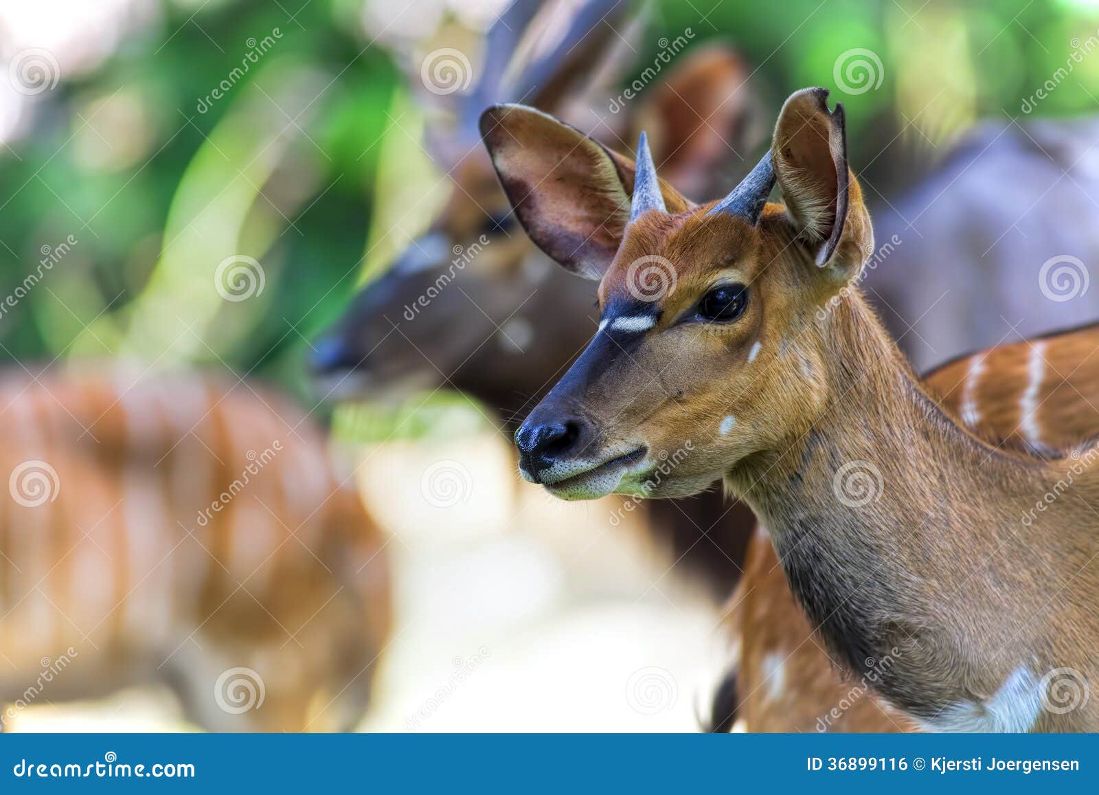 Antilopes africanos de fotos Antílopes africanos