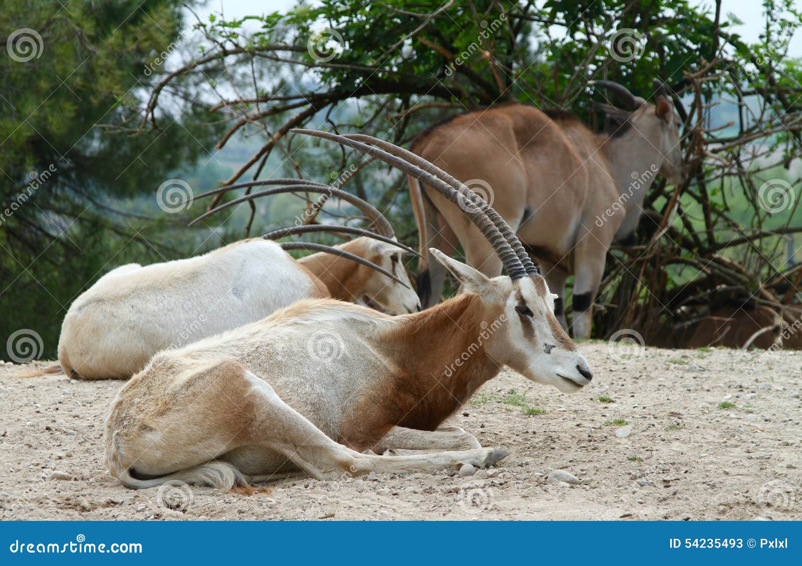 Fotos de antilopes africanos