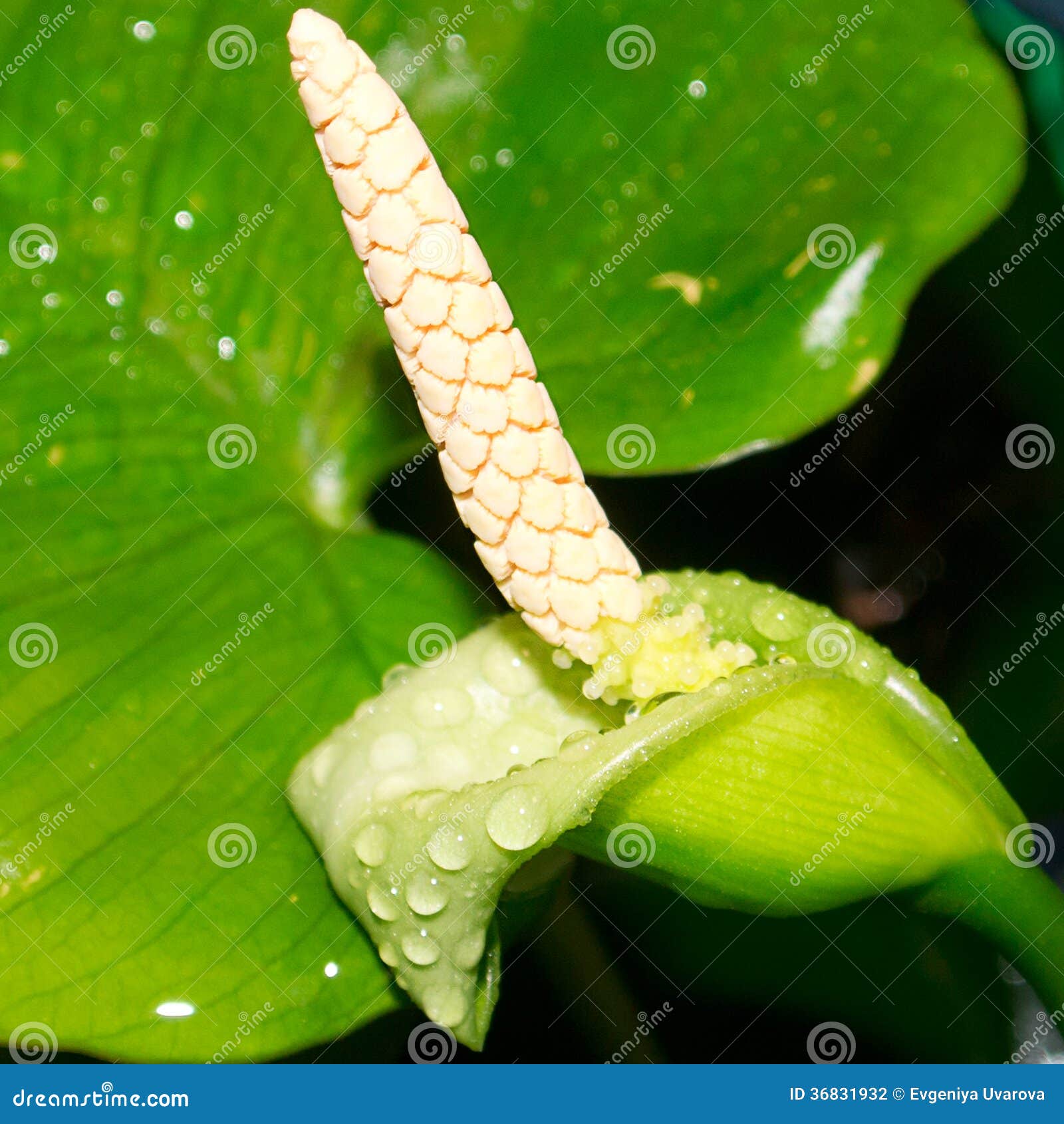 Anubias flower stock photo. Image of aqua, gold, green 36831932