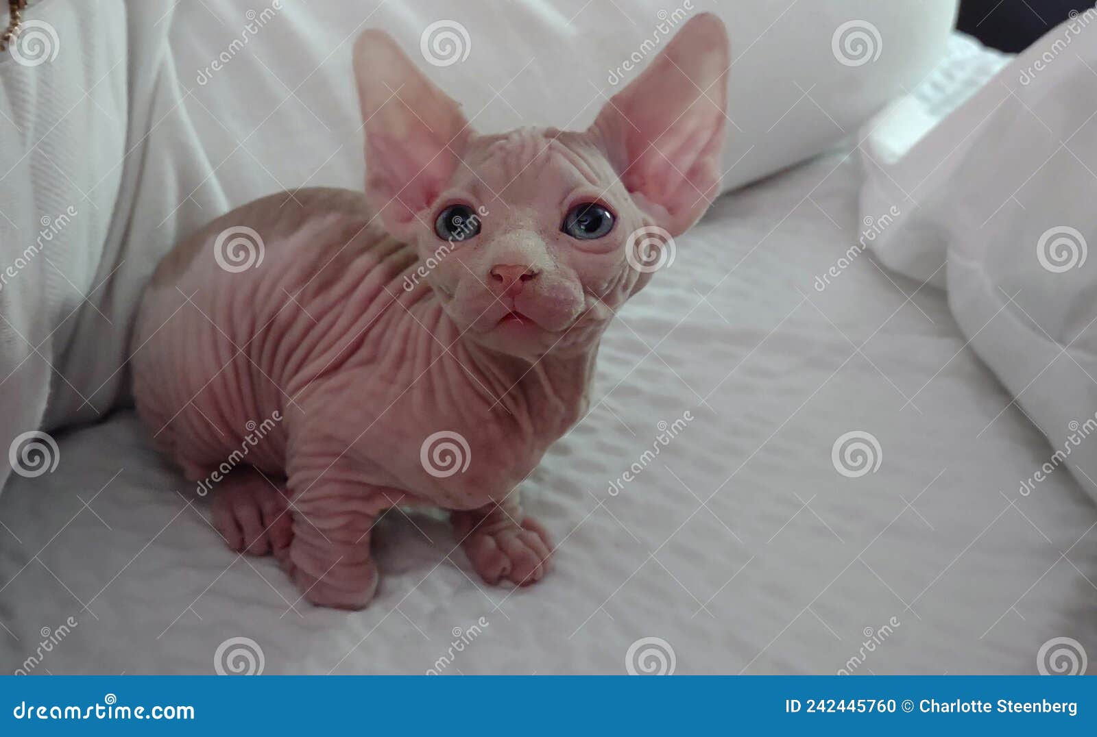 Anubis Sphynx Elf Kitten Minnesota Stock Photo Image of wildcat