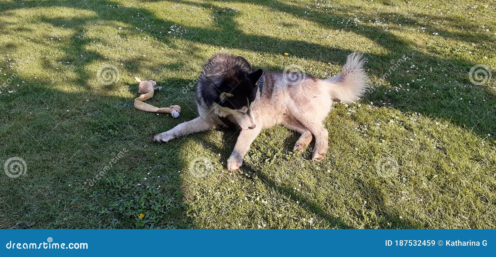 timber path leonbergers