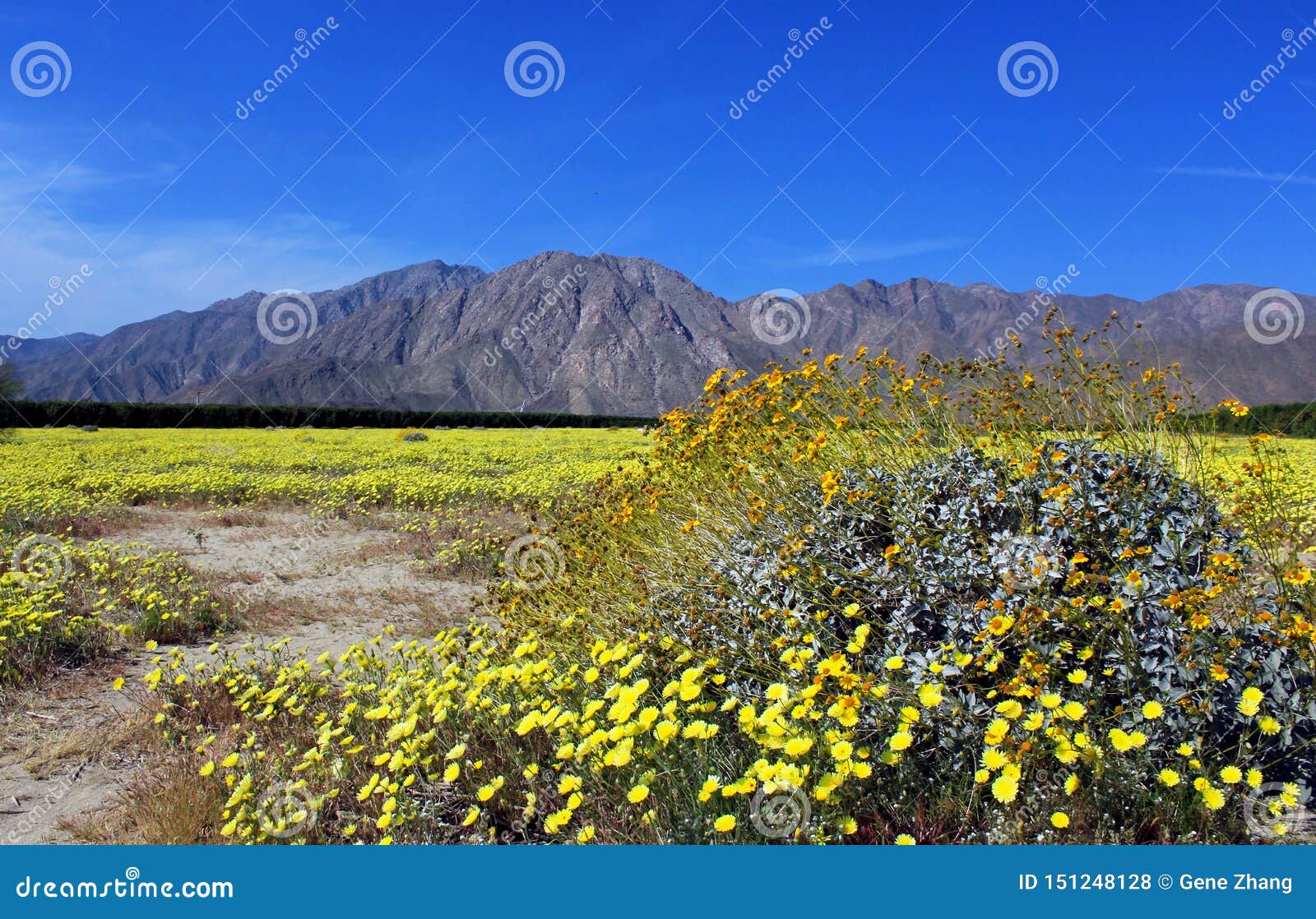 anza borrego desert state park spring landscape with yellow brittlebush flowers