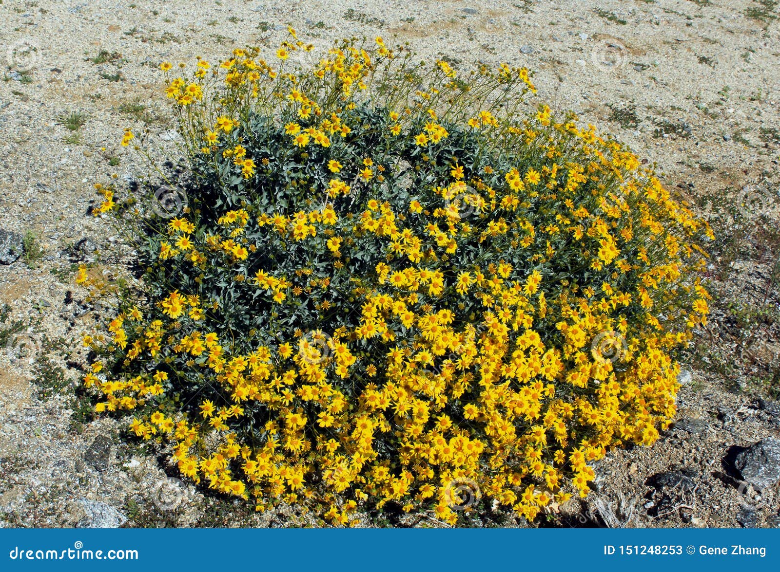 anza borrego desert state park, yellow brittlebush flowers