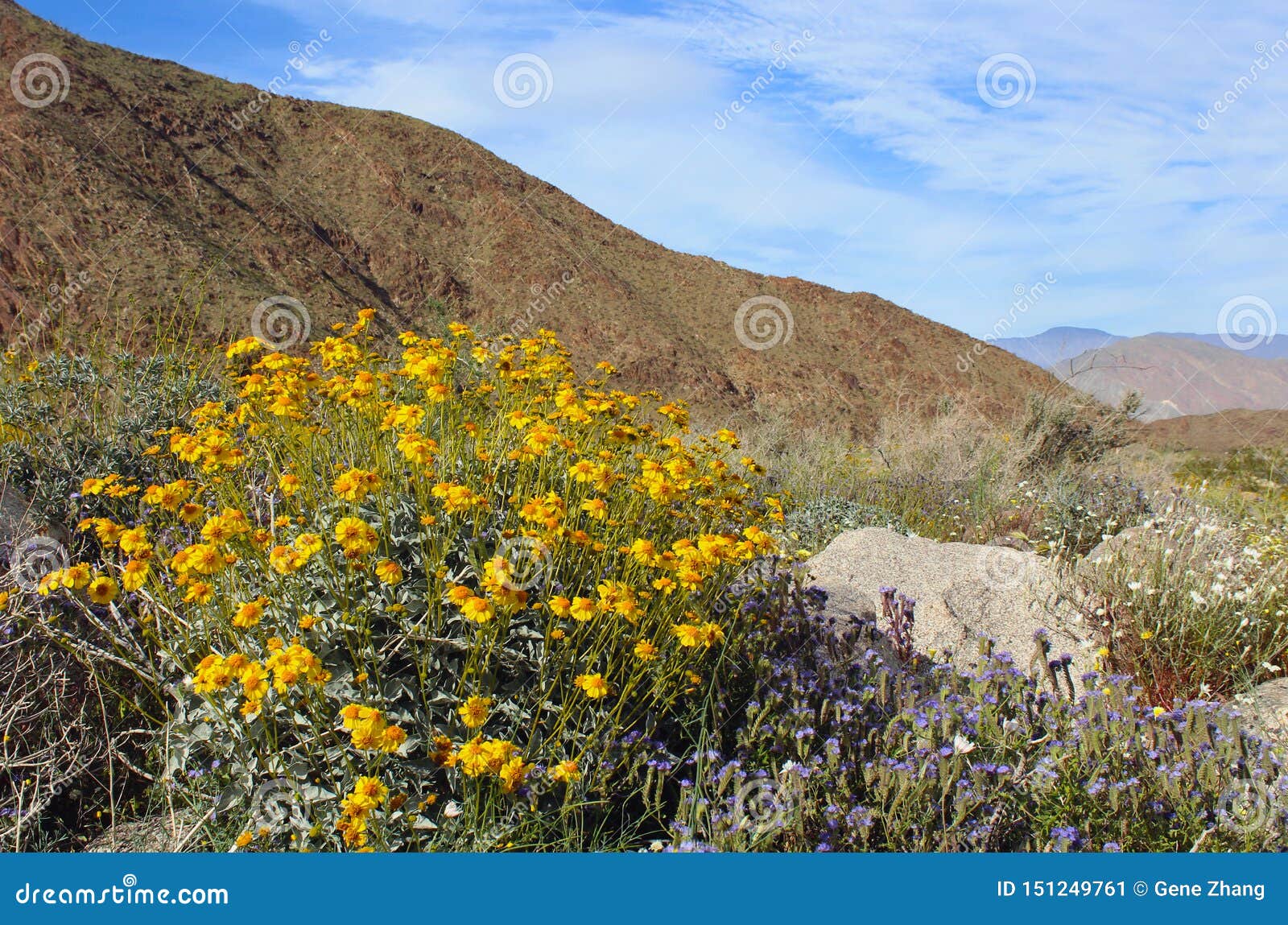 anza borrego desert state park spring landscape with yellow brittlebush flowers