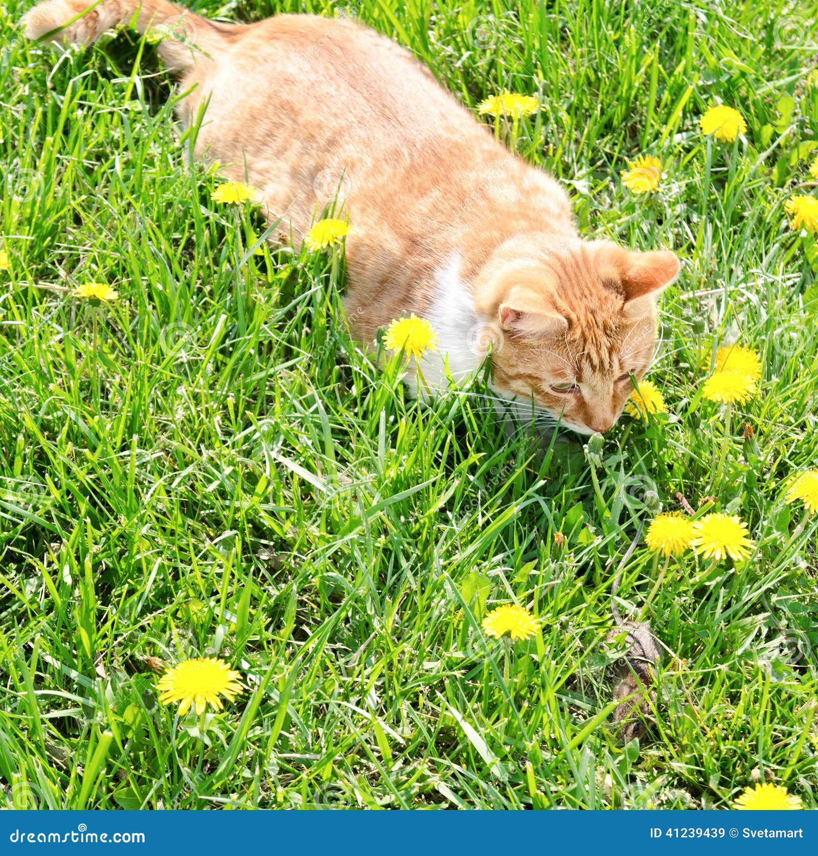 Anziehende Maus Der Roten Katze Im Gras Stockbild - Bild von spiel
