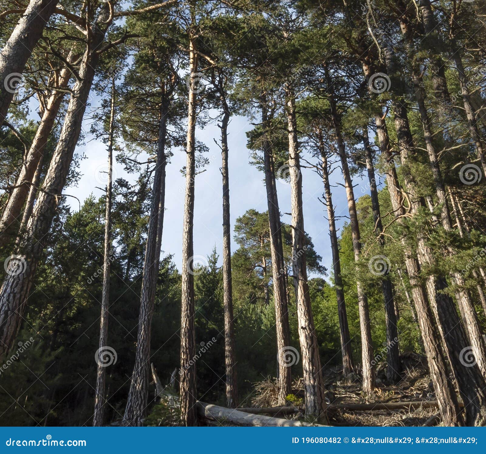 forest of pino silvestre near brusson, val d`ayas