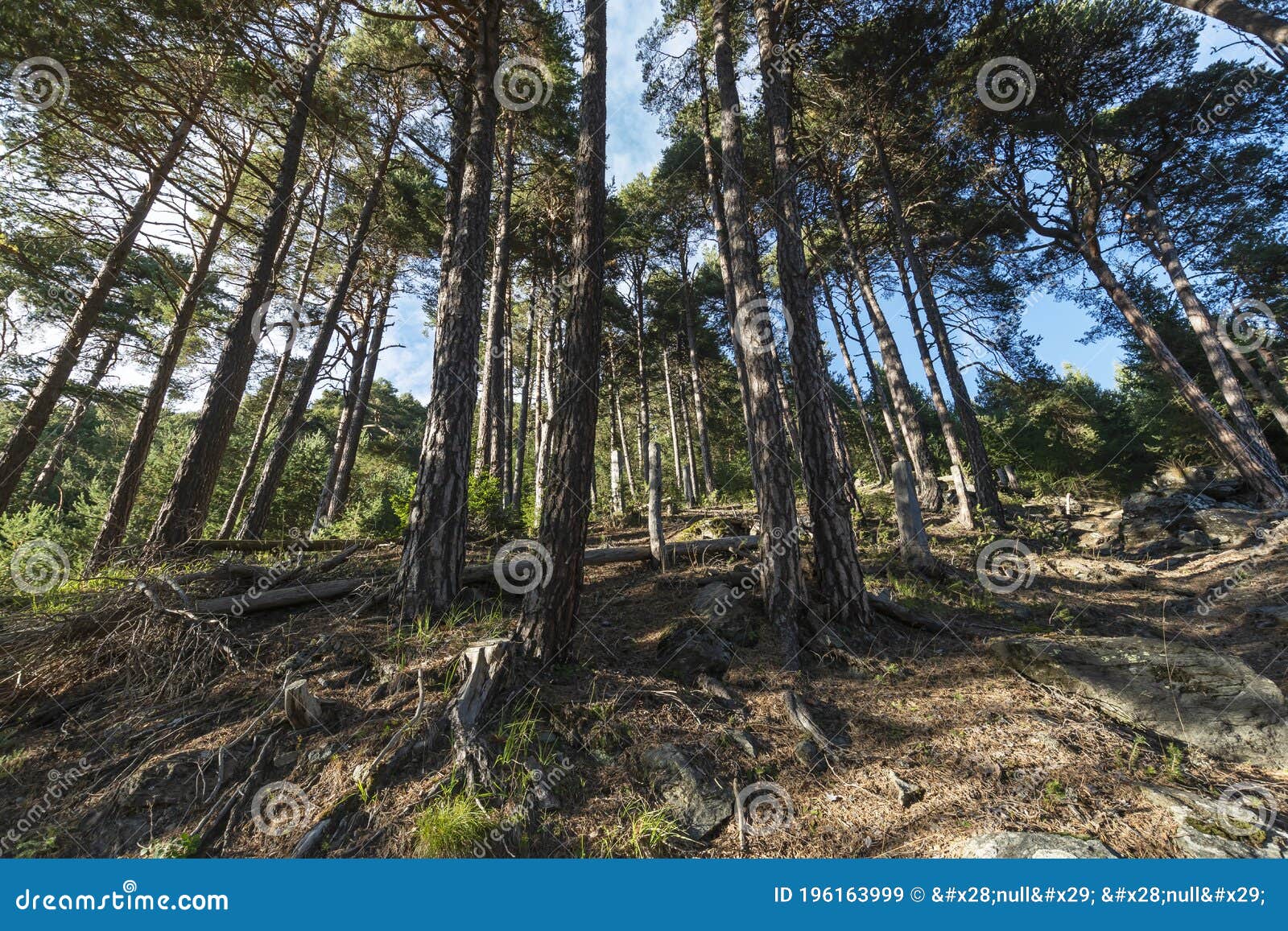 forest of pino silvestre near brusson, val d`ayas