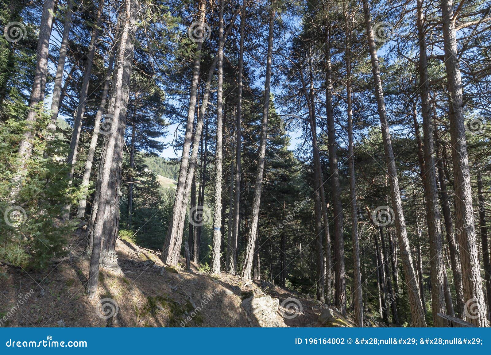 forest of pino silvestre near brusson, val d`ayas