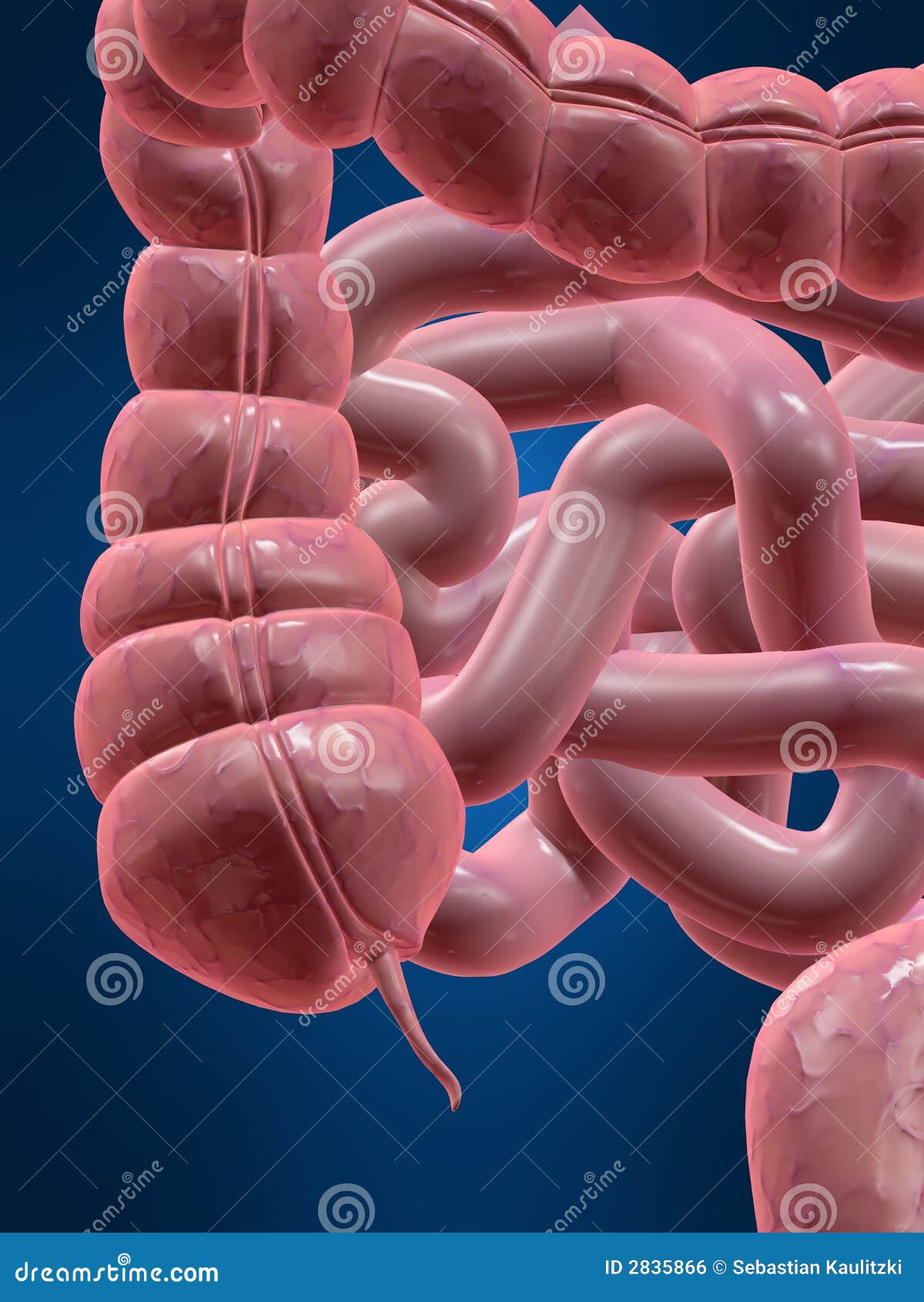 Apéndice Ilustraciones Stock, Vectores, Y Clipart – (6,245 Ilustraciones  Stock), image size:1200x1690