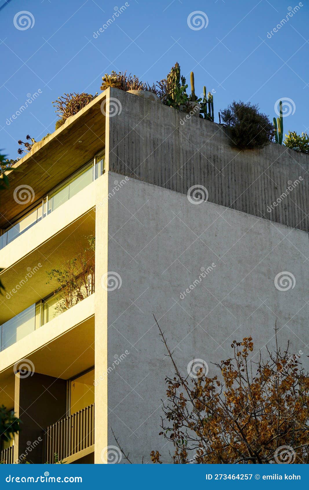 Apartment with Cactus Plants on the Roof Stock Image Image of