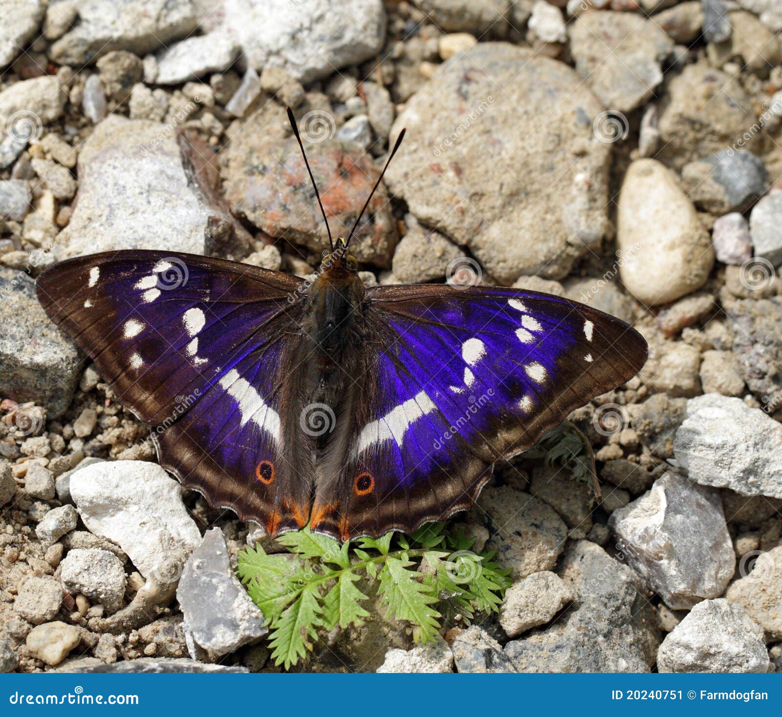 apature iris/purple emperor