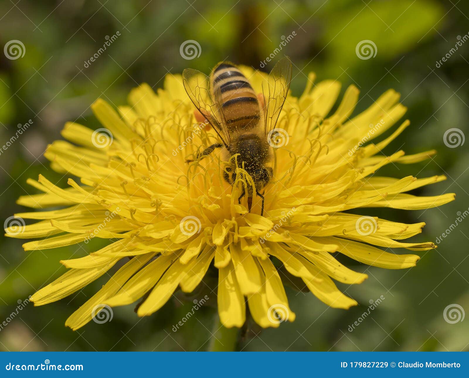 ape al lavoro su fiore di tarassaco durante la raccolta del polline
