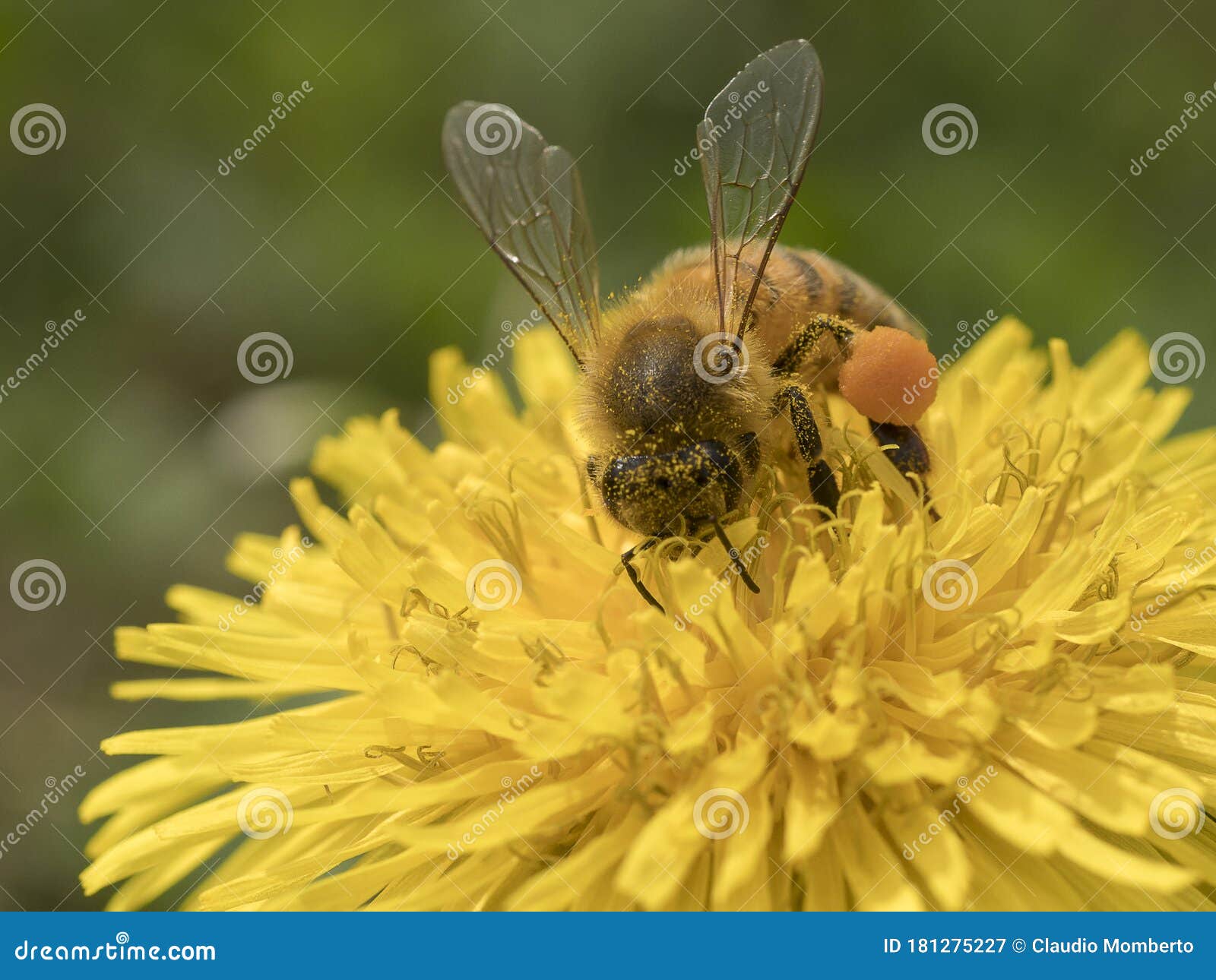 ape al lavoro su fiore di tarassaco fotografata durante la raccolta del polline
