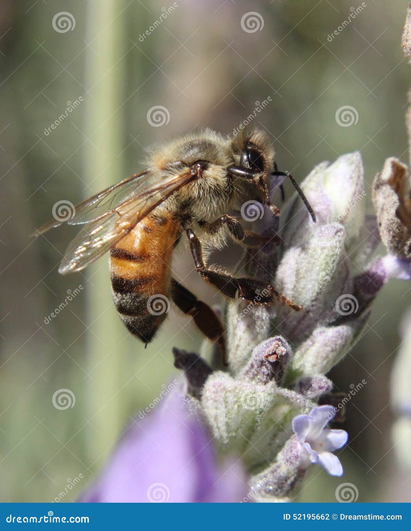 Ape (Anthophila). Foto di un'ape, macro, lavanda fiore Buenos Aires su un 31 marzo 2015