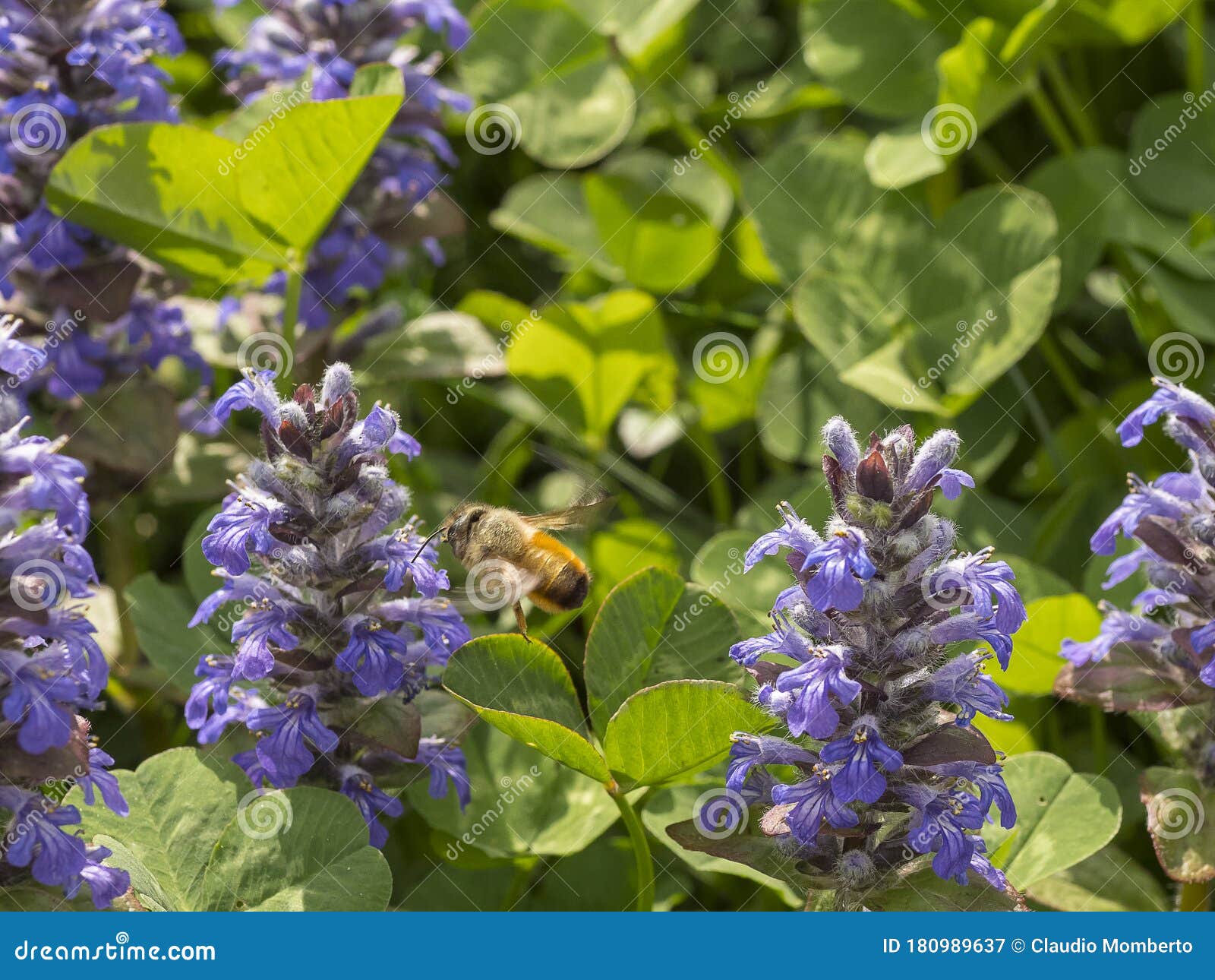 ape in arrivo su di un fiore viola per la raccolta del polline