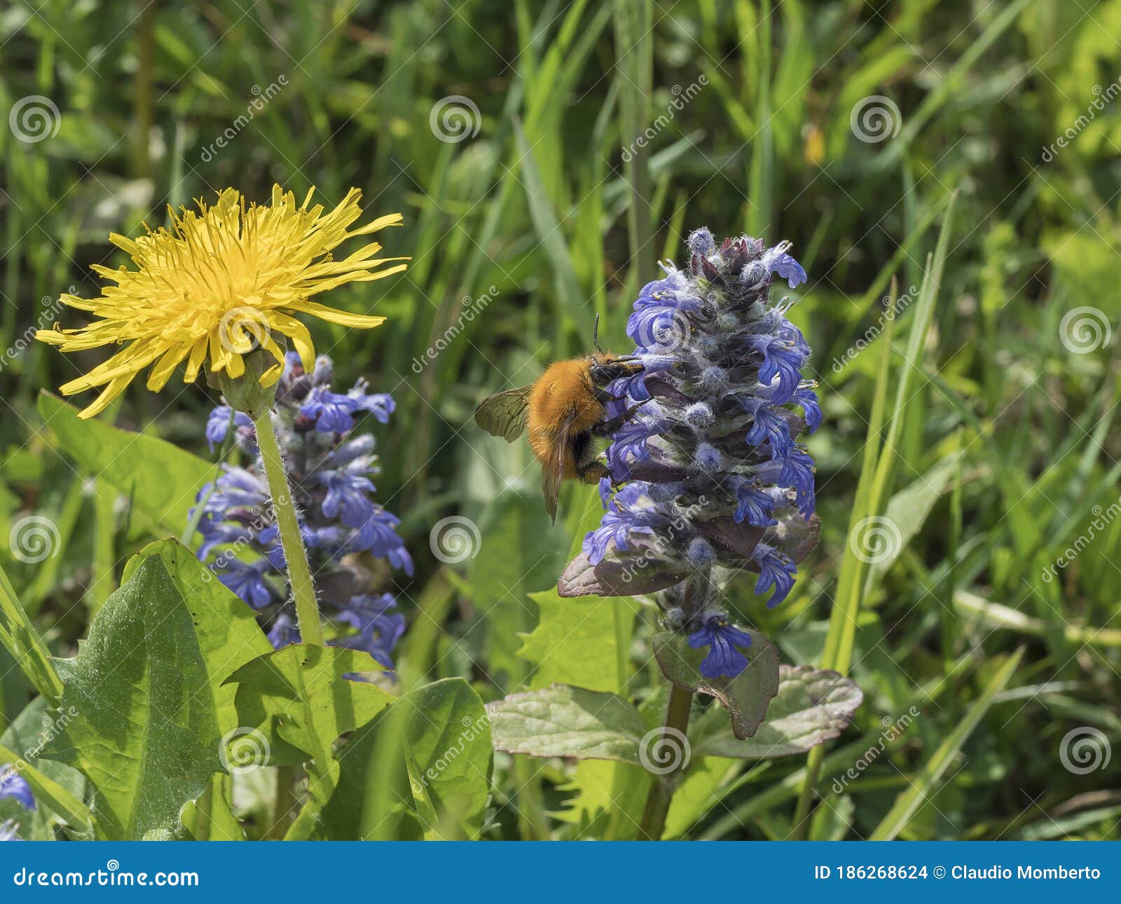 ape bombus succhia il nettare di un fiore